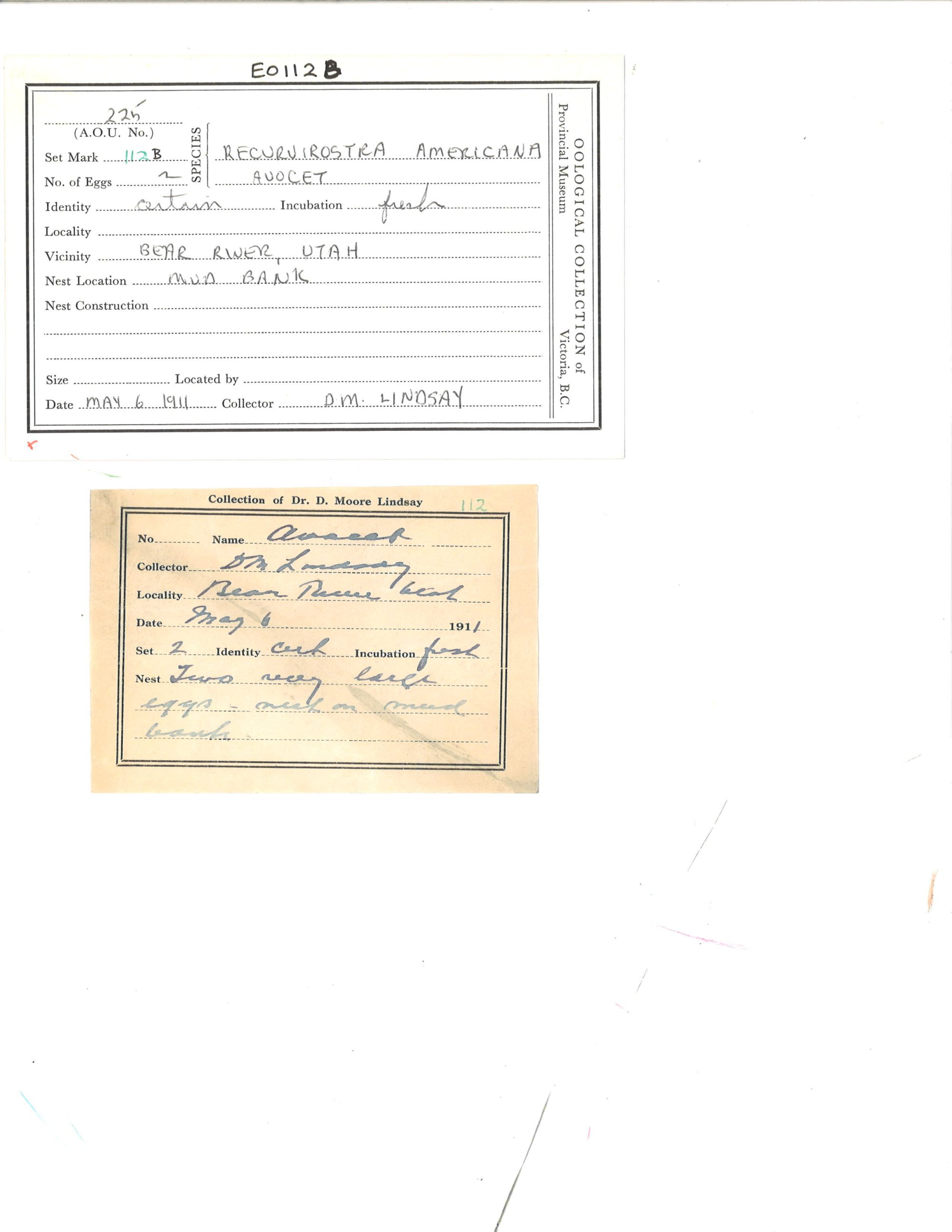 Image representing Recurvirostra americana.