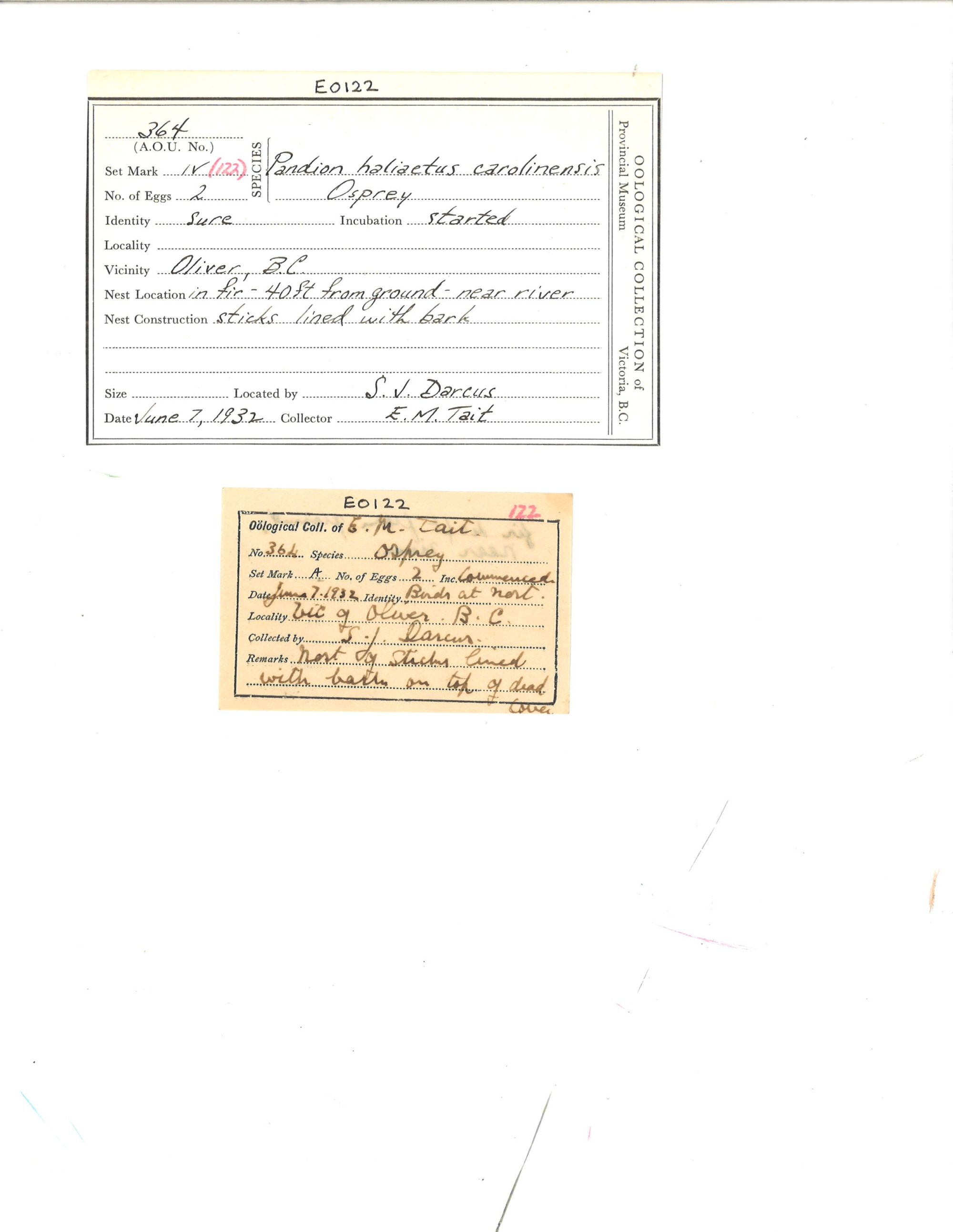 Image representing Pandion haliaetus.