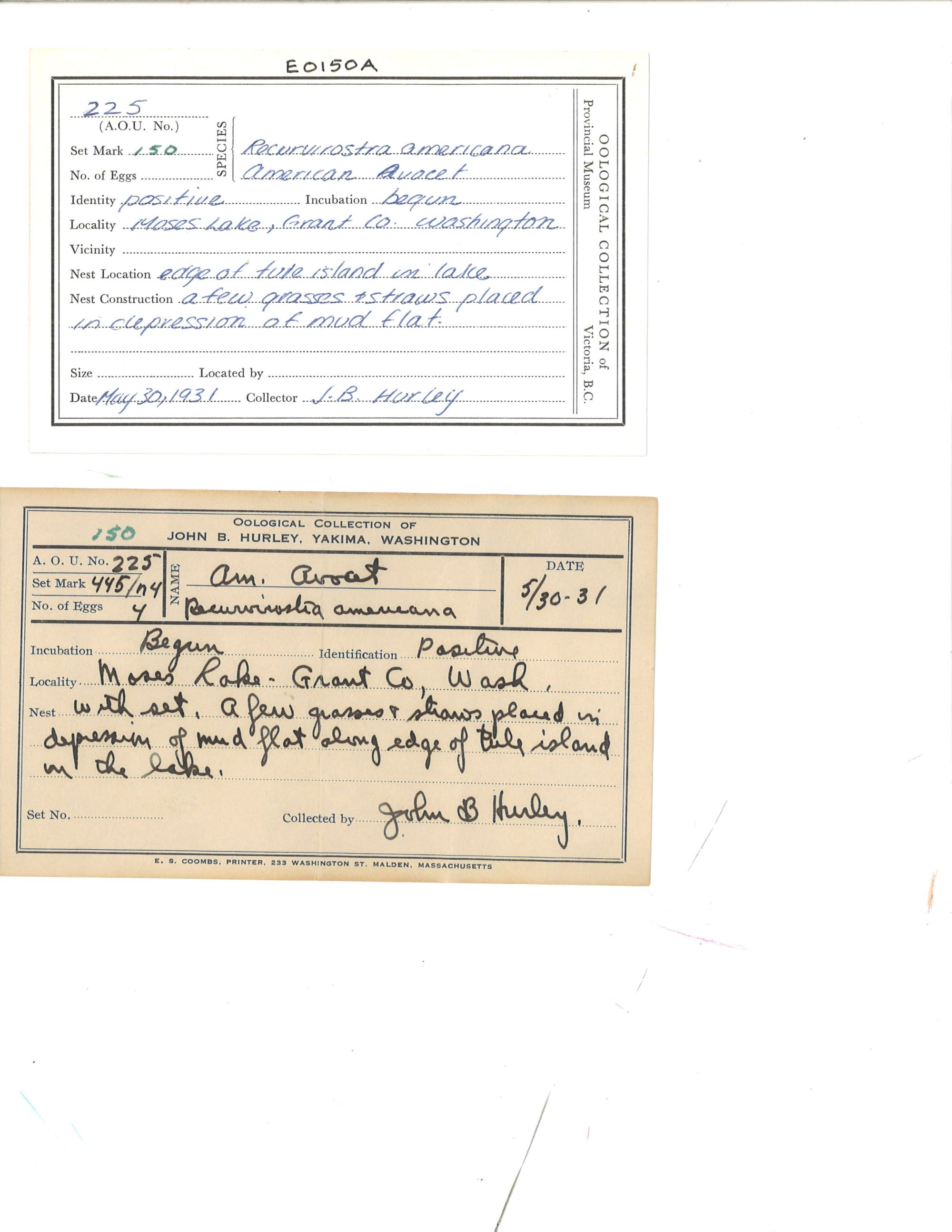 Image representing Recurvirostra americana.