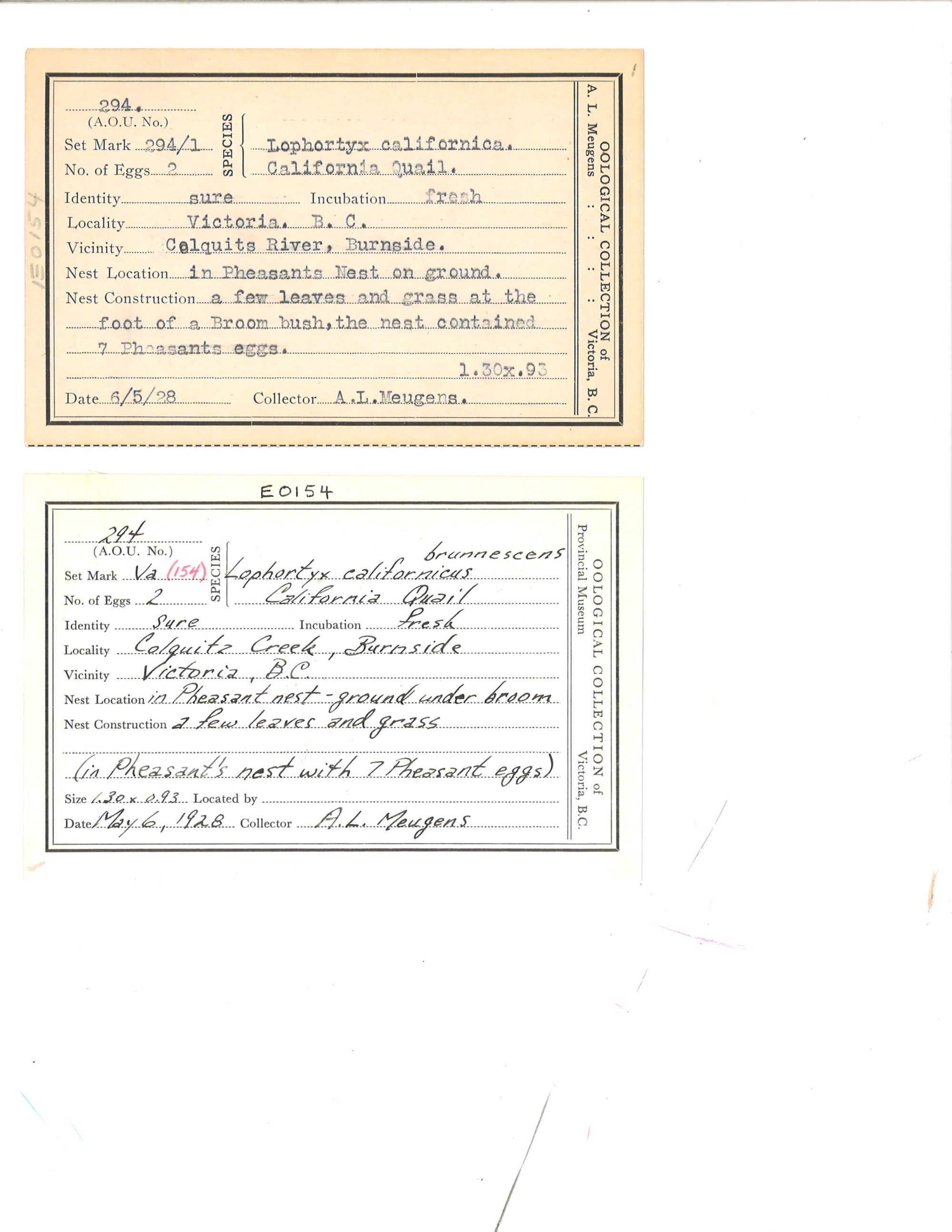 Image representing Callipepla californica.