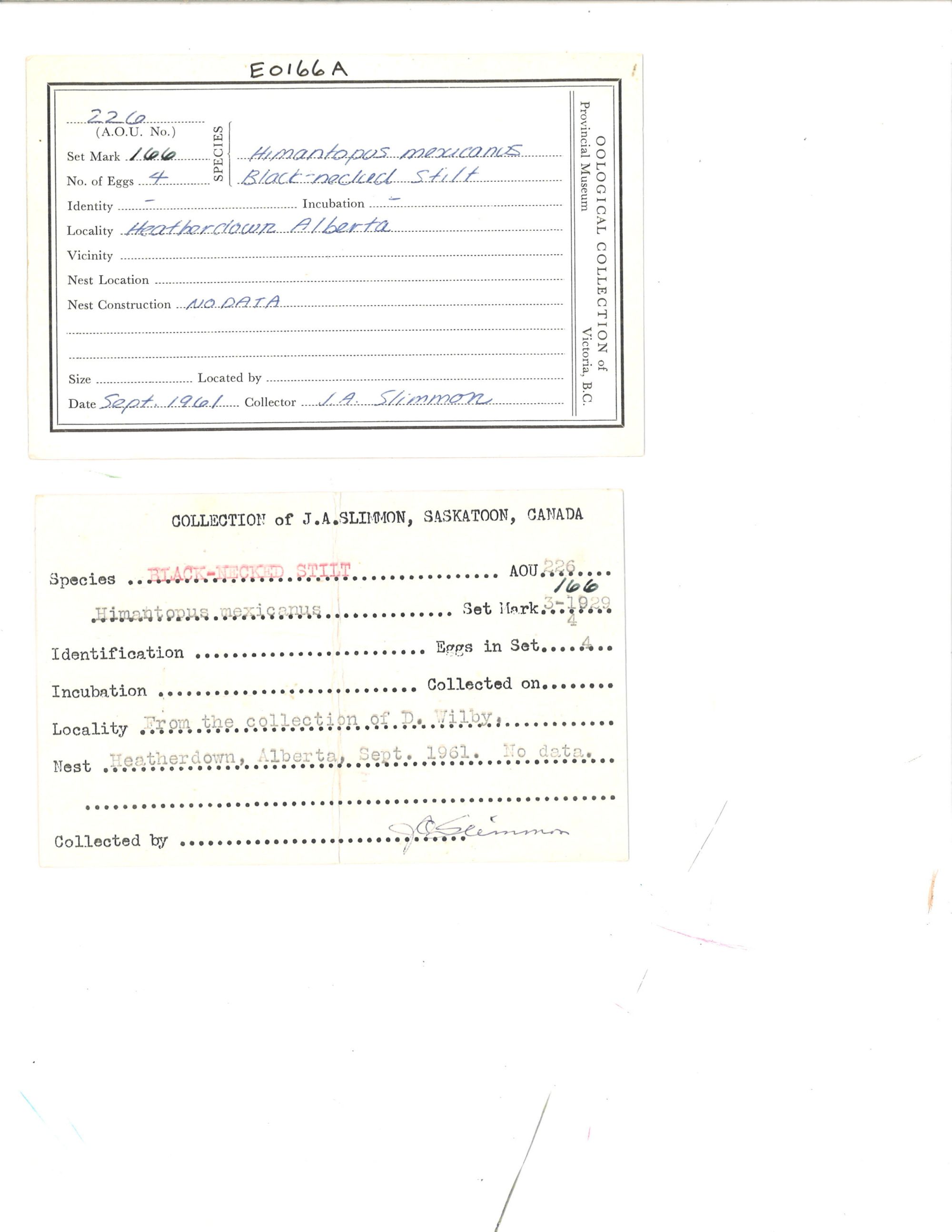 Image representing Himantopus mexicanus.