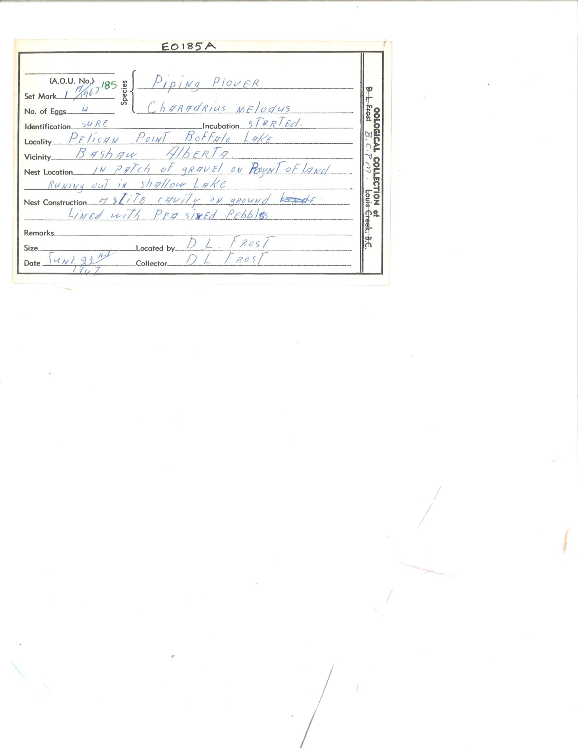 Image representing Charadrius melodus.