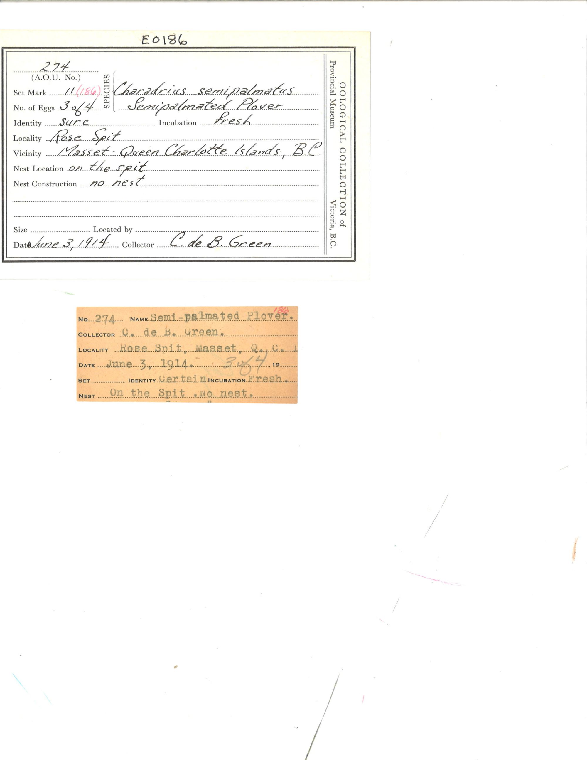 Image representing Charadrius semipalmatus.