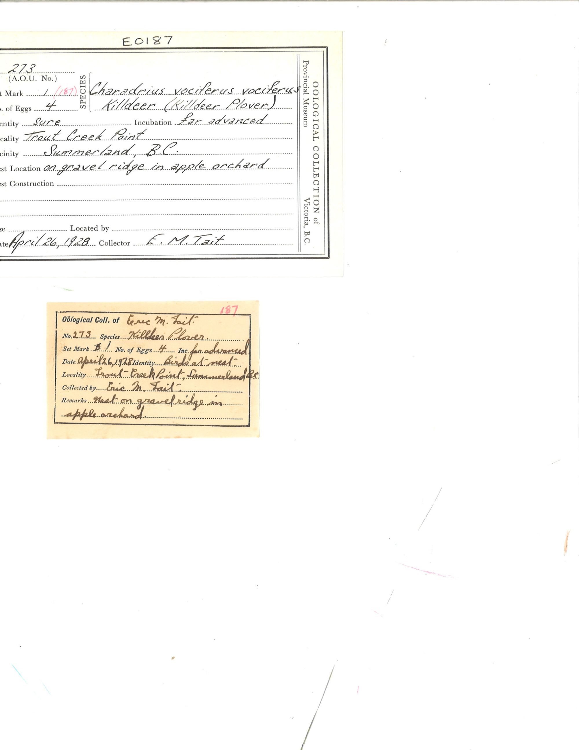 Image representing Charadrius vociferus.