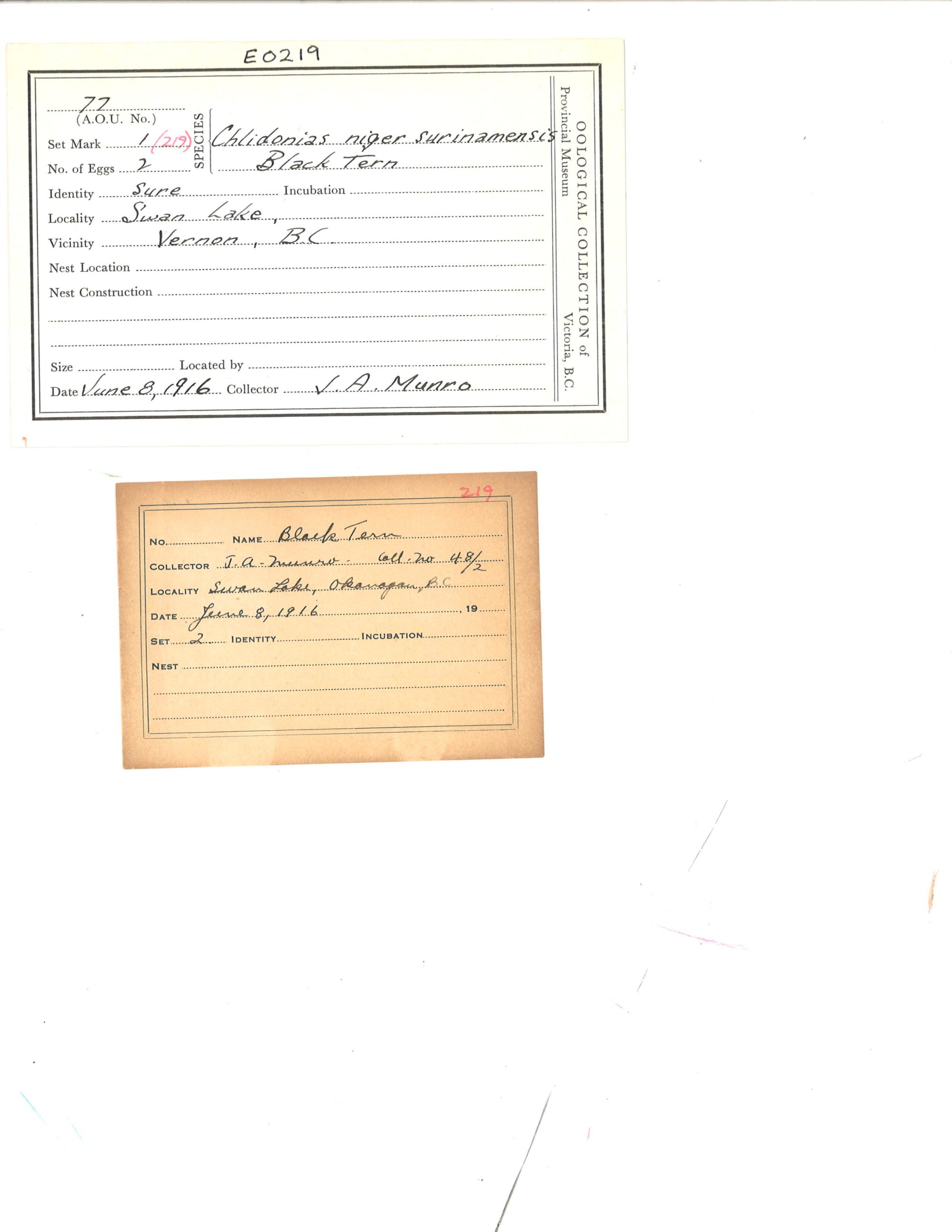 Image representing Chlidonias niger.