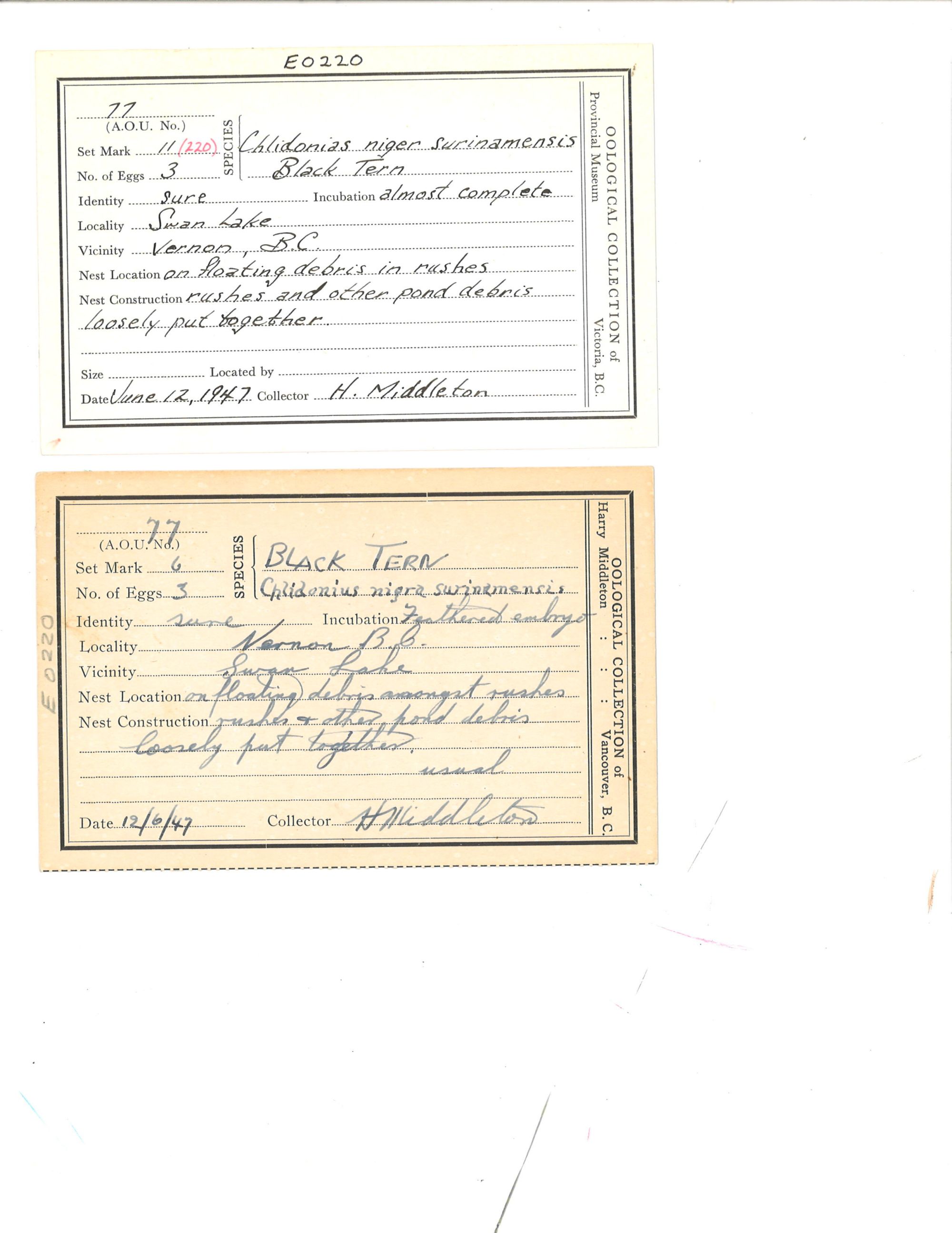 Image representing Chlidonias niger.