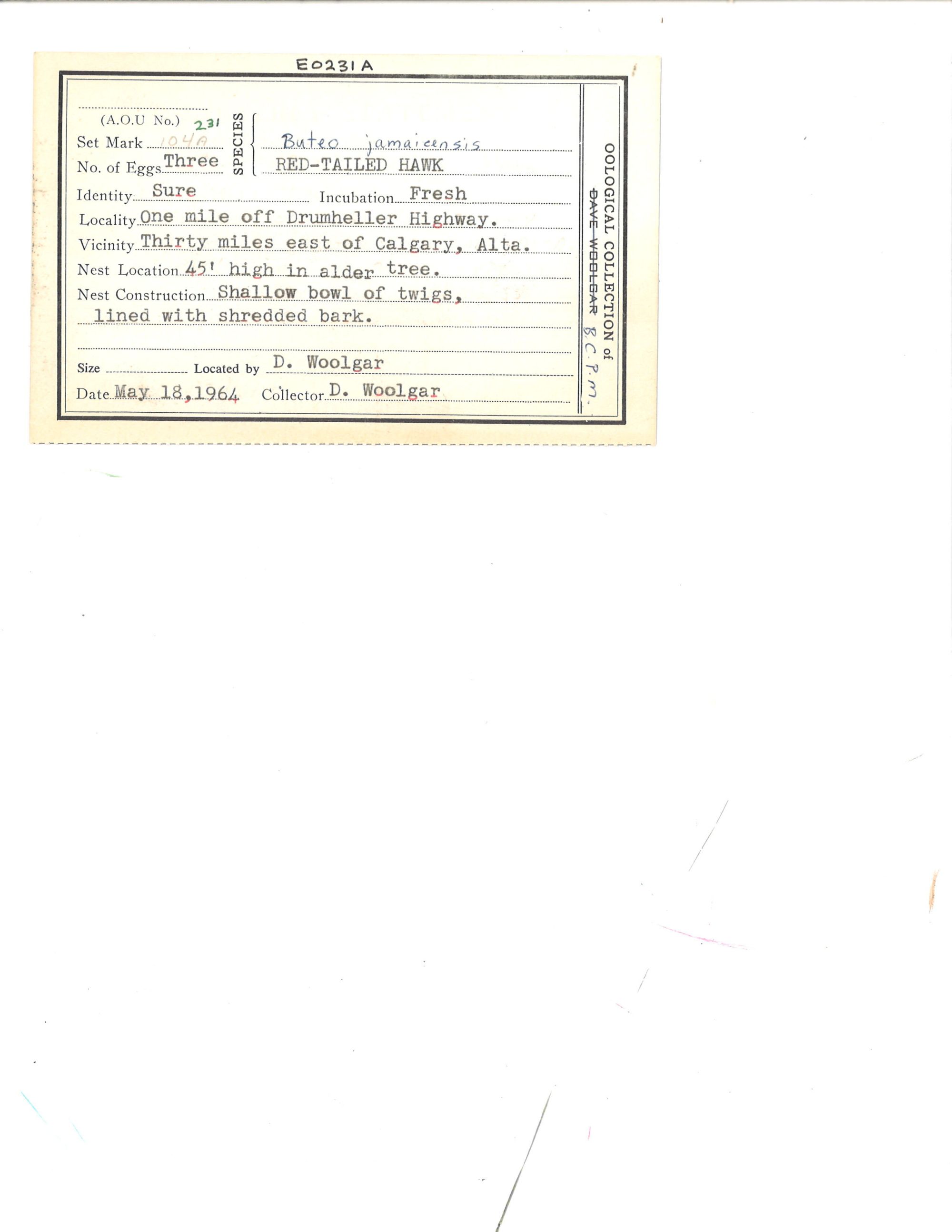 Image representing Buteo jamaicensis.