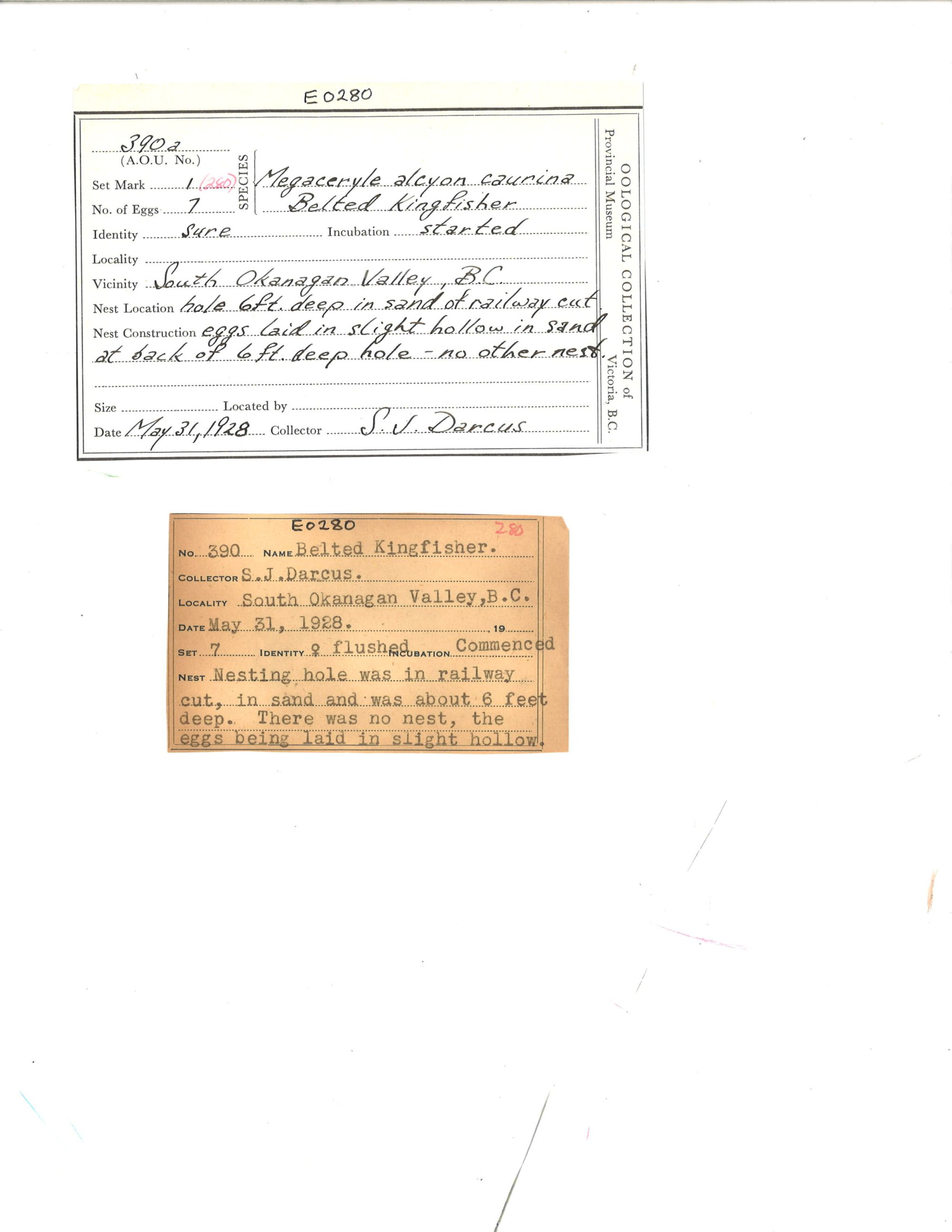 Image representing Megaceryle alcyon.