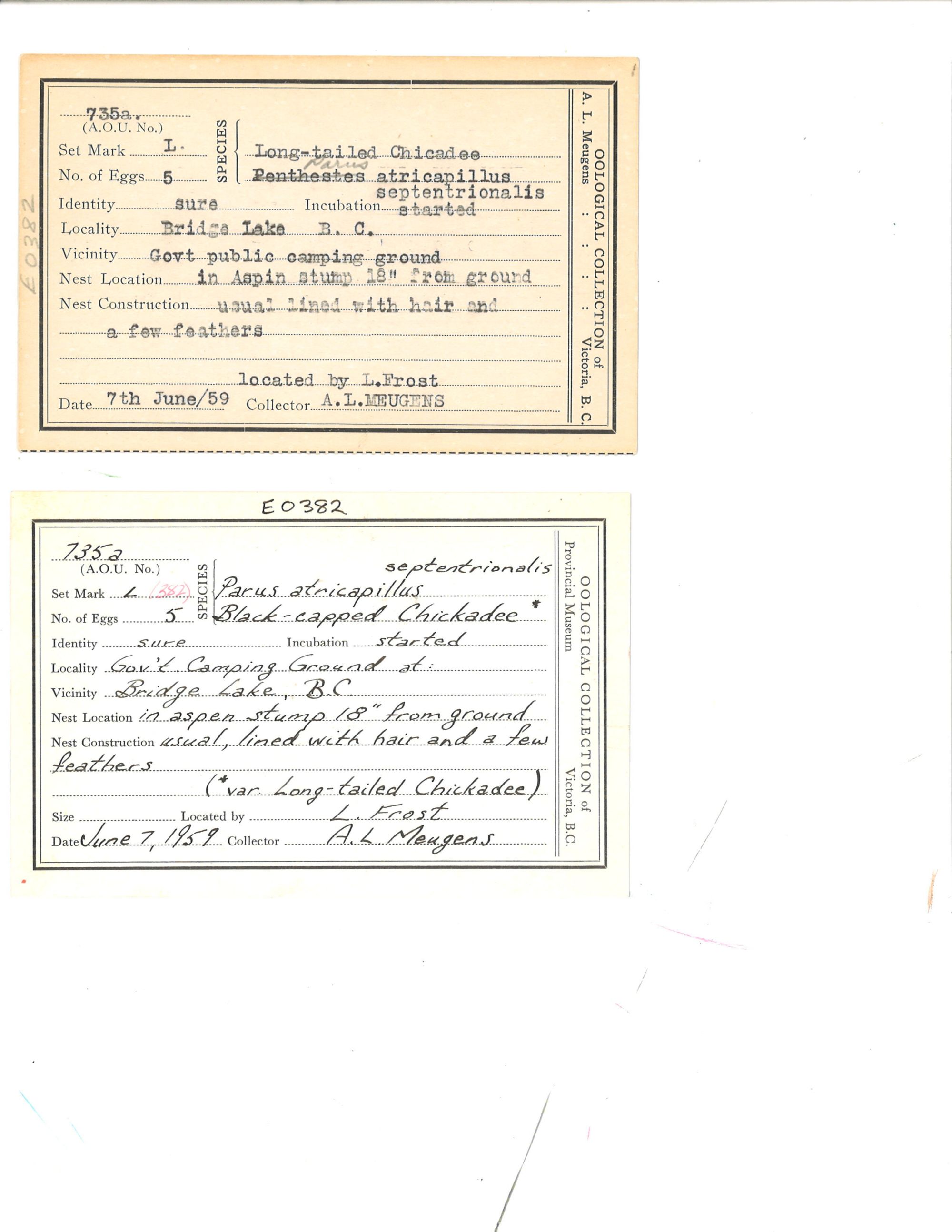 Image représentant Poecile atricapillus