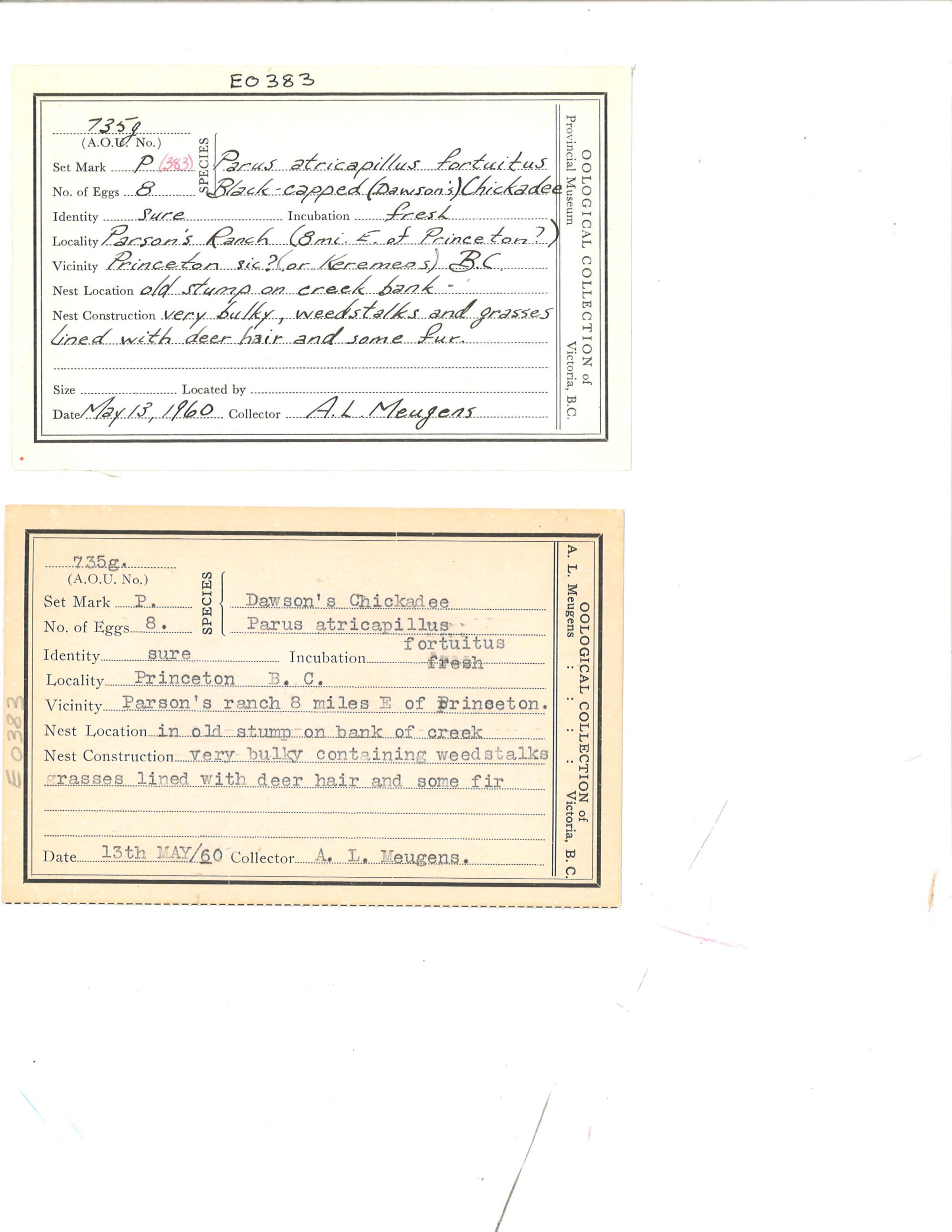 Image représentant Poecile atricapillus