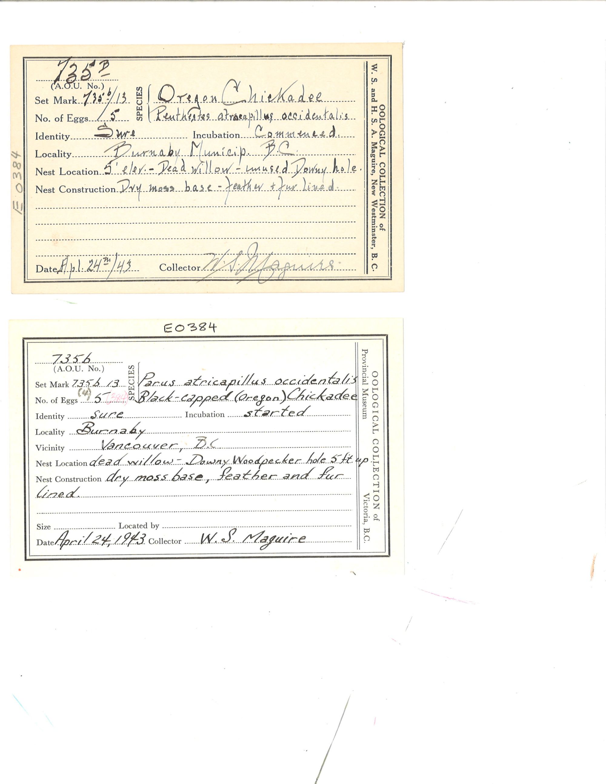 Image représentant Poecile atricapillus