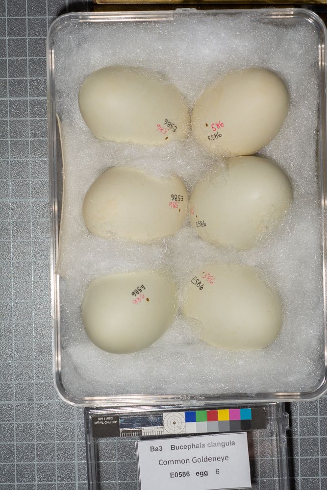 Image representing Bucephala clangula.