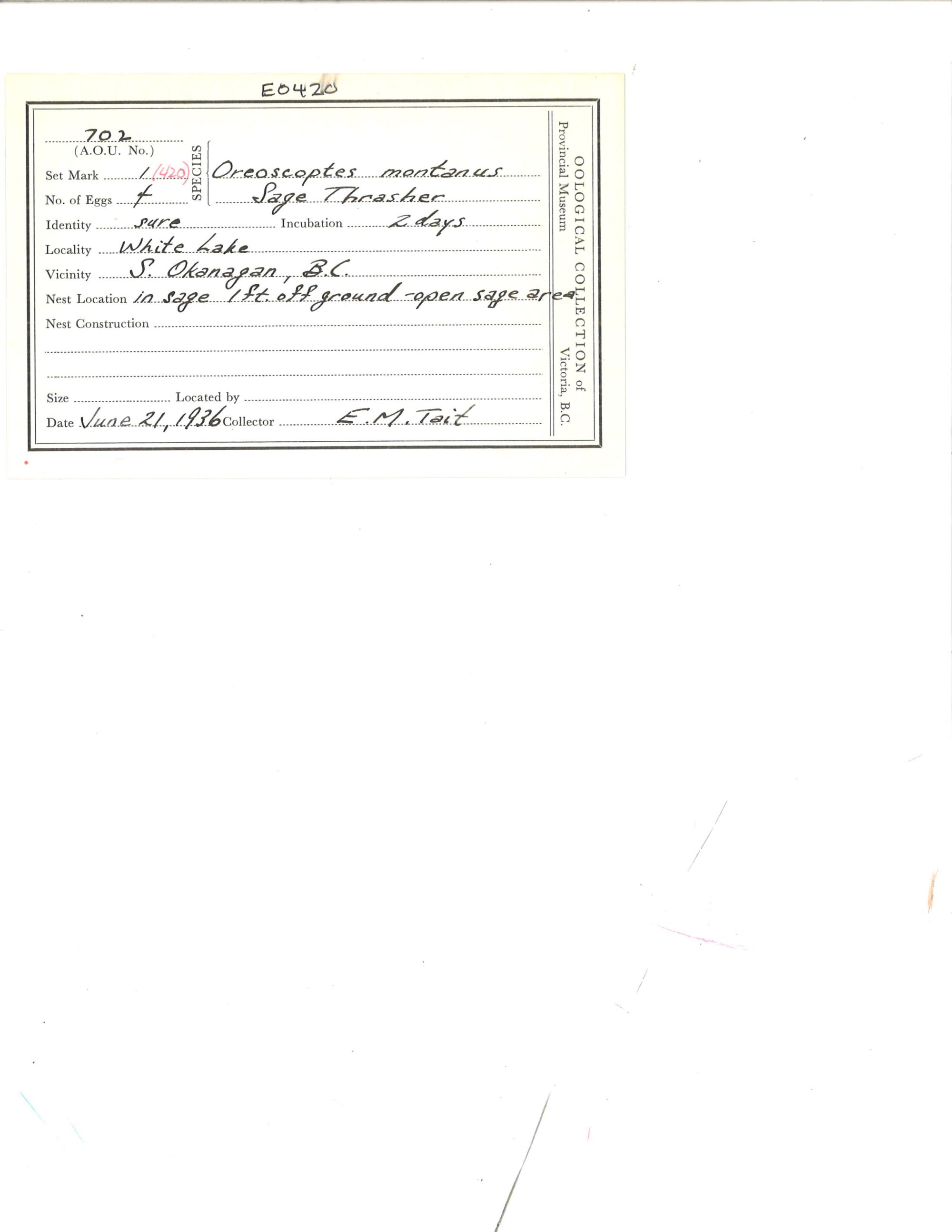 Image représentant Oreoscoptes montanus