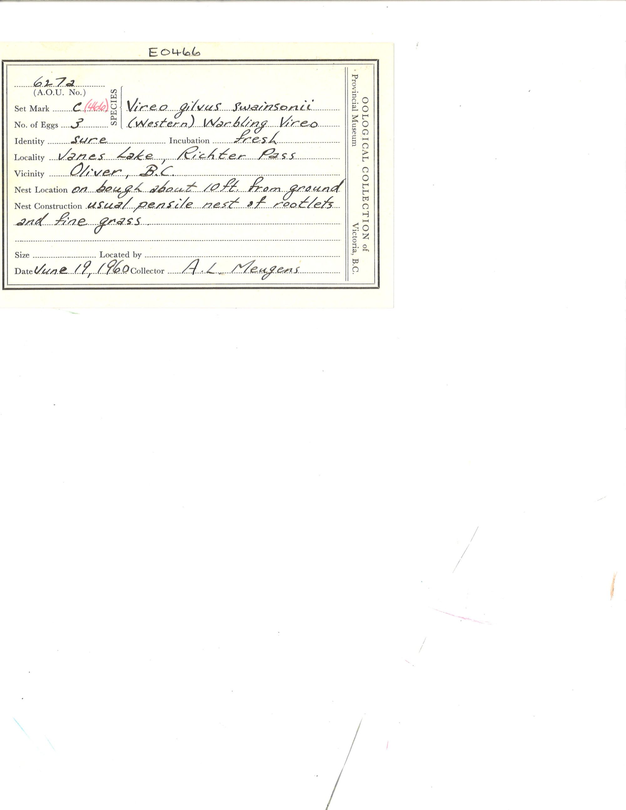 Image représentant Vireo gilvus