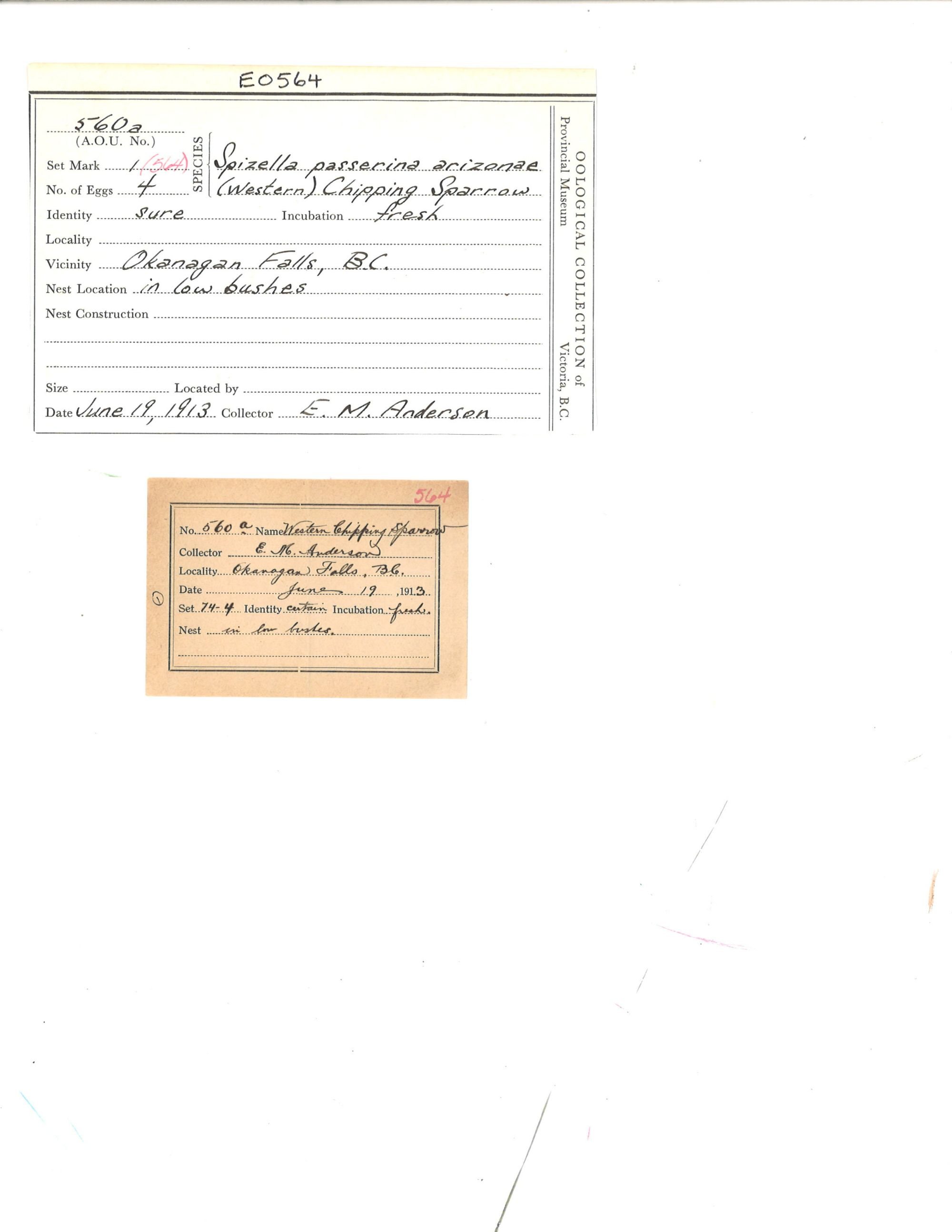 Image representing Spizella passerina.