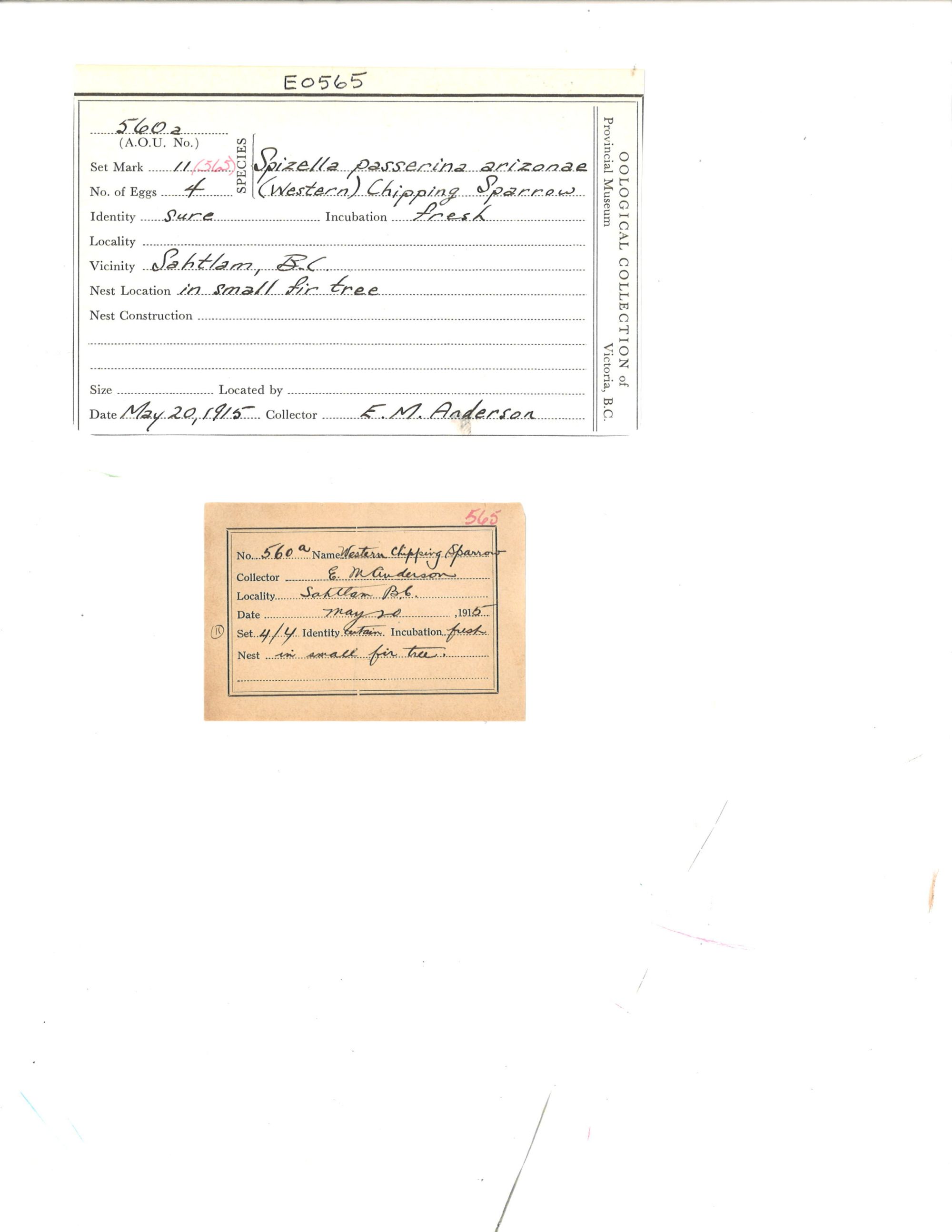 Image representing Spizella passerina.