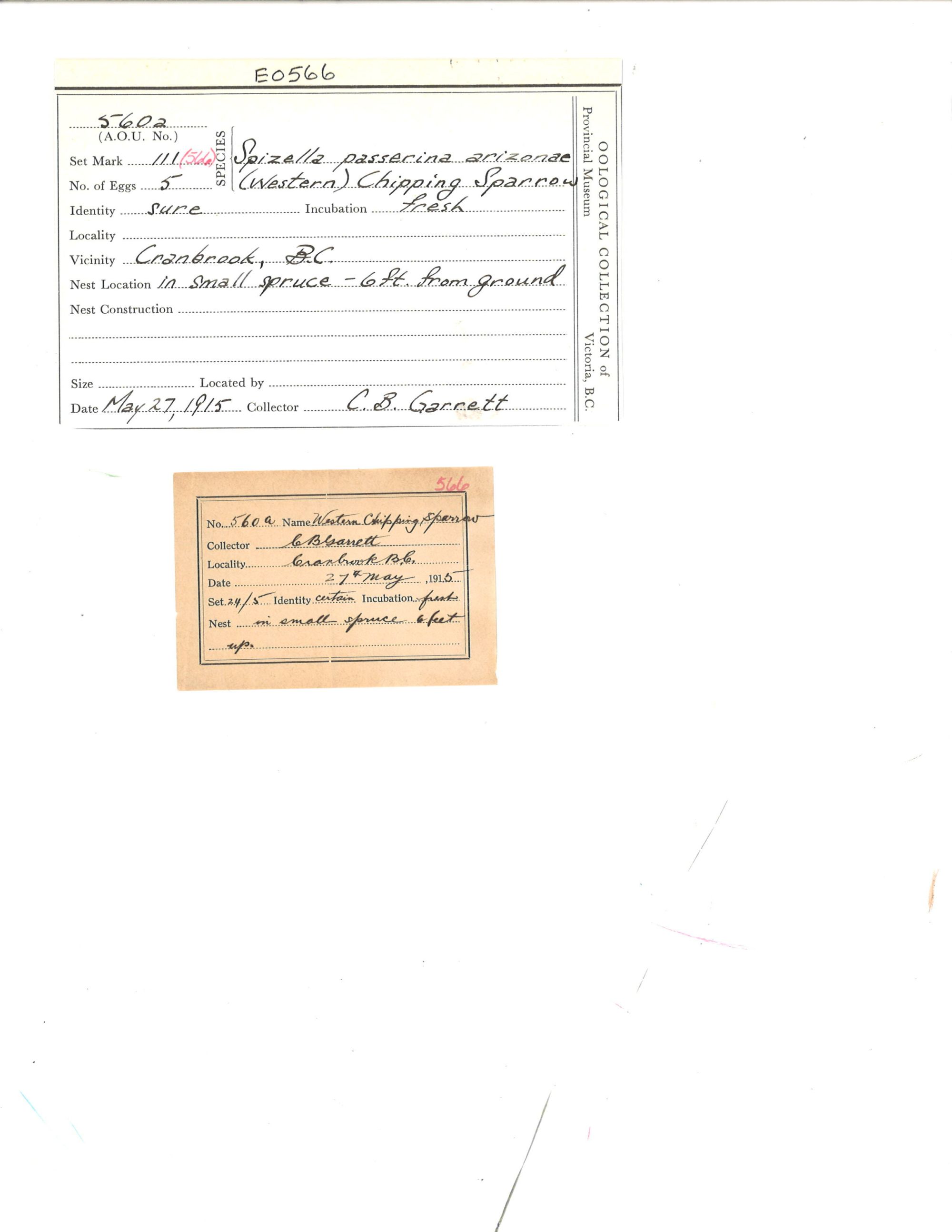 Image representing Spizella passerina.