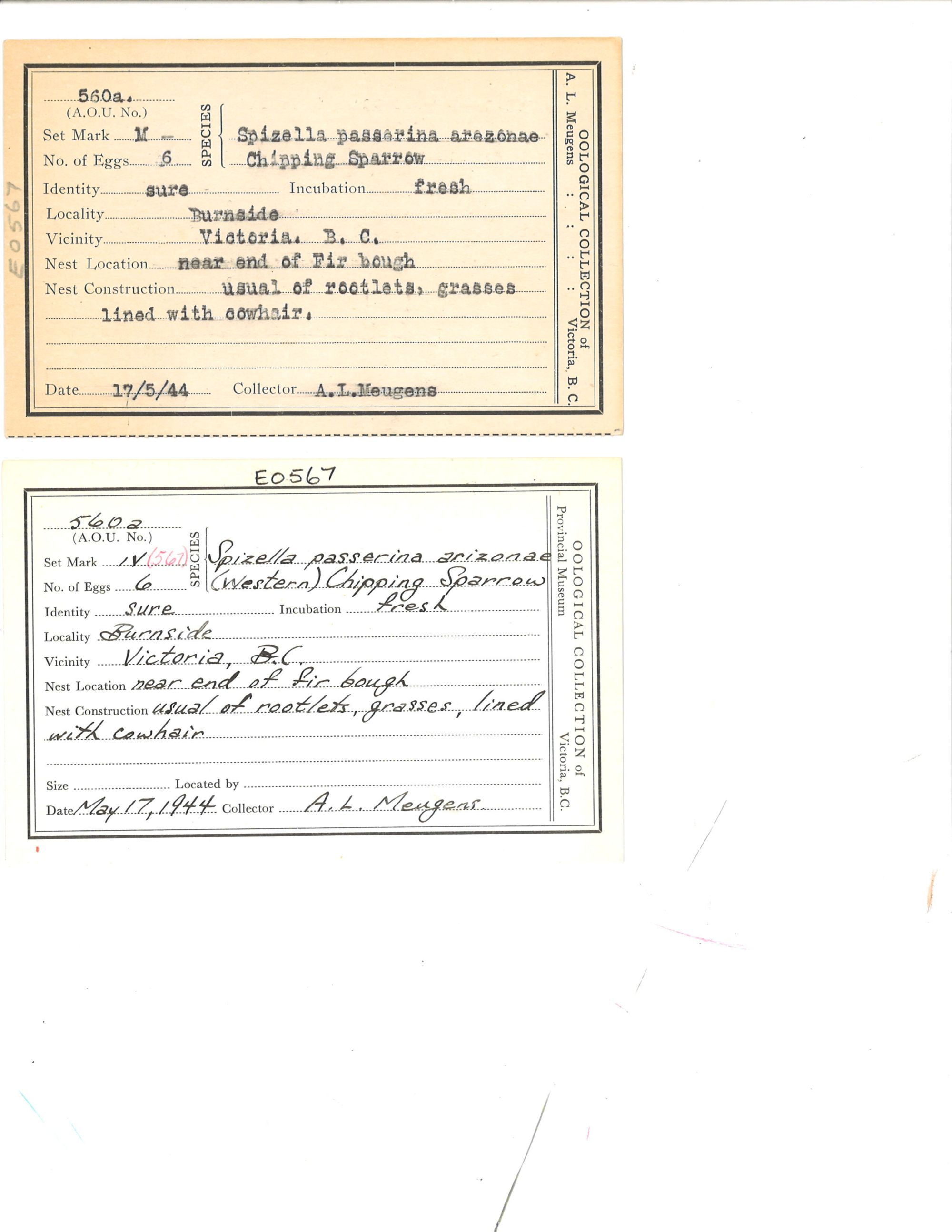 Image representing Spizella passerina.