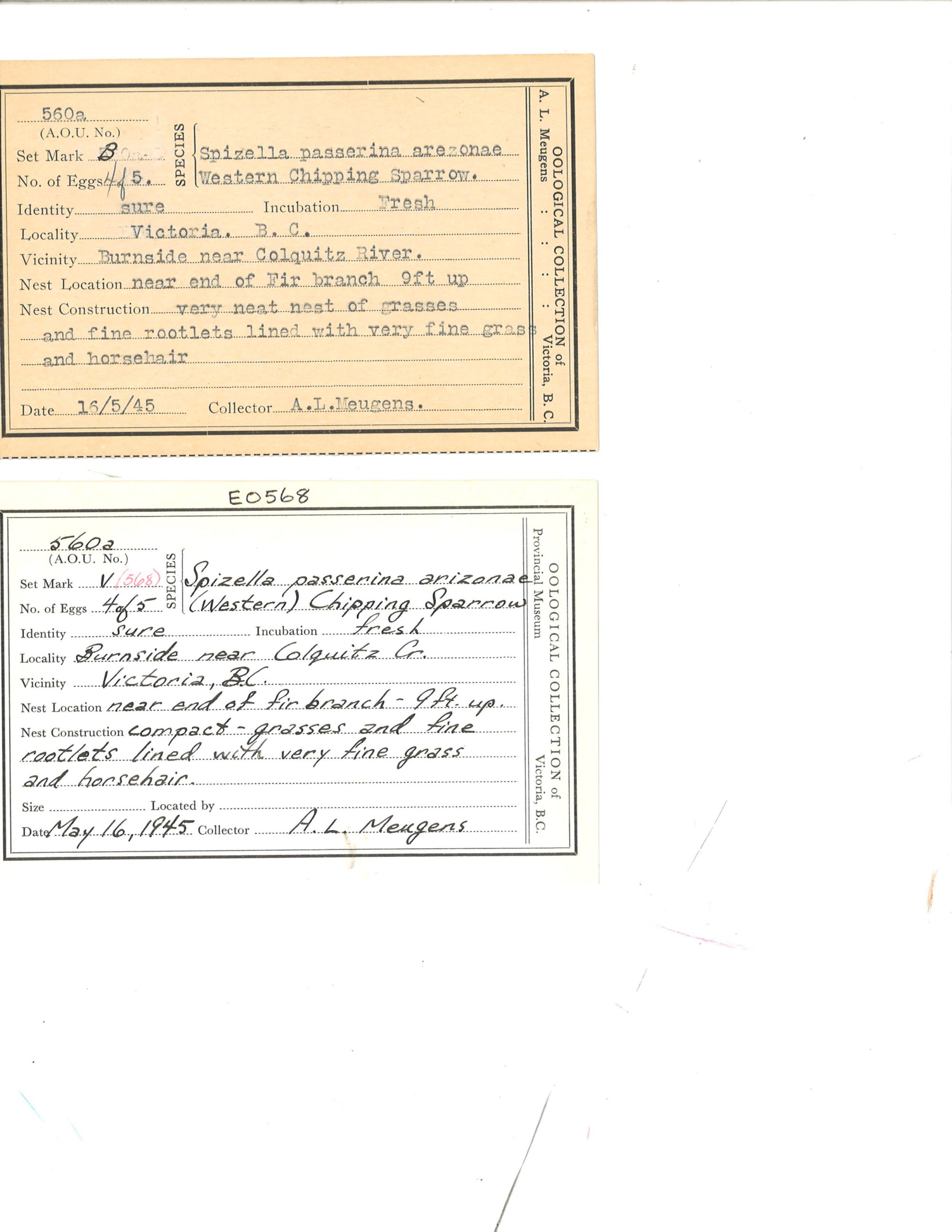 Image representing Spizella passerina.