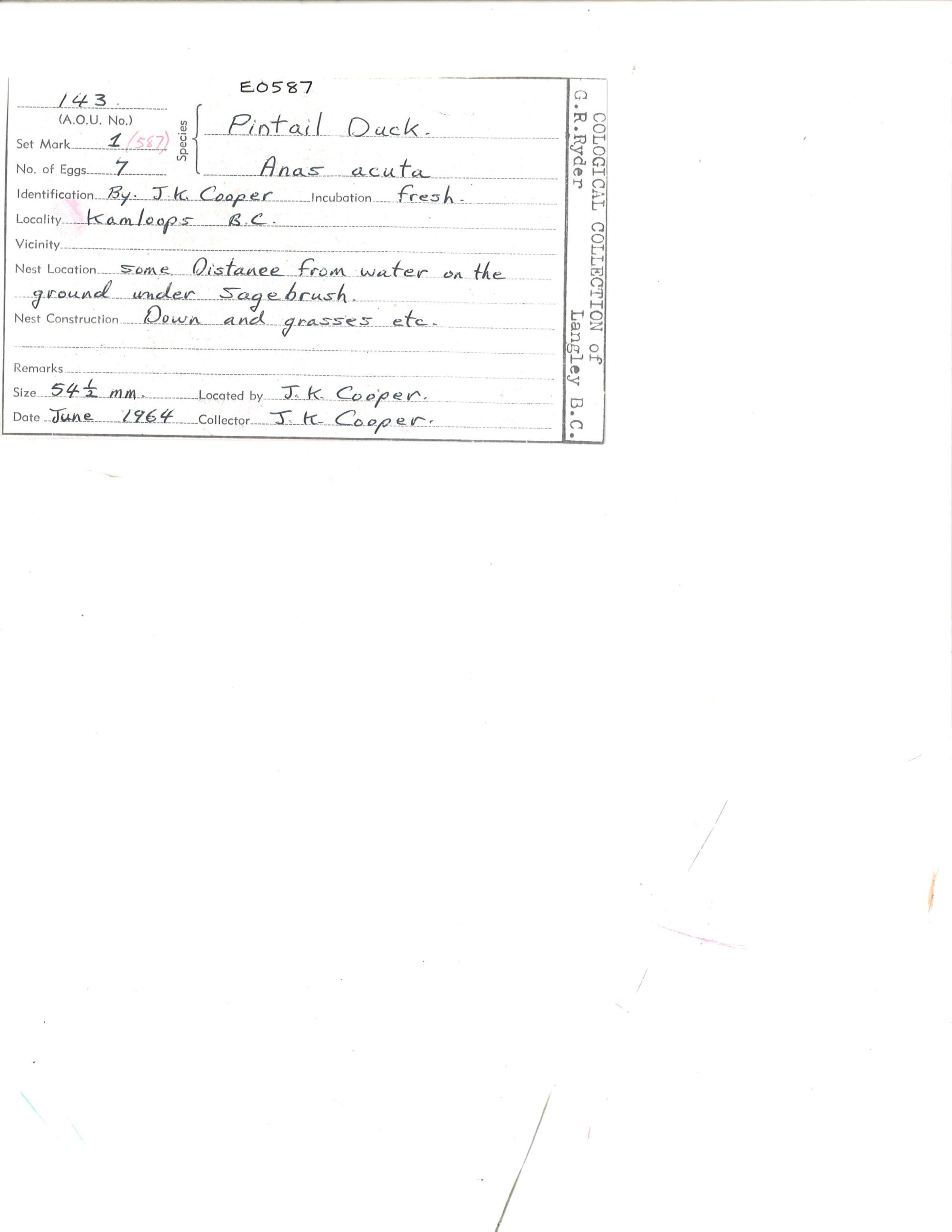 Image representing Anas acuta.