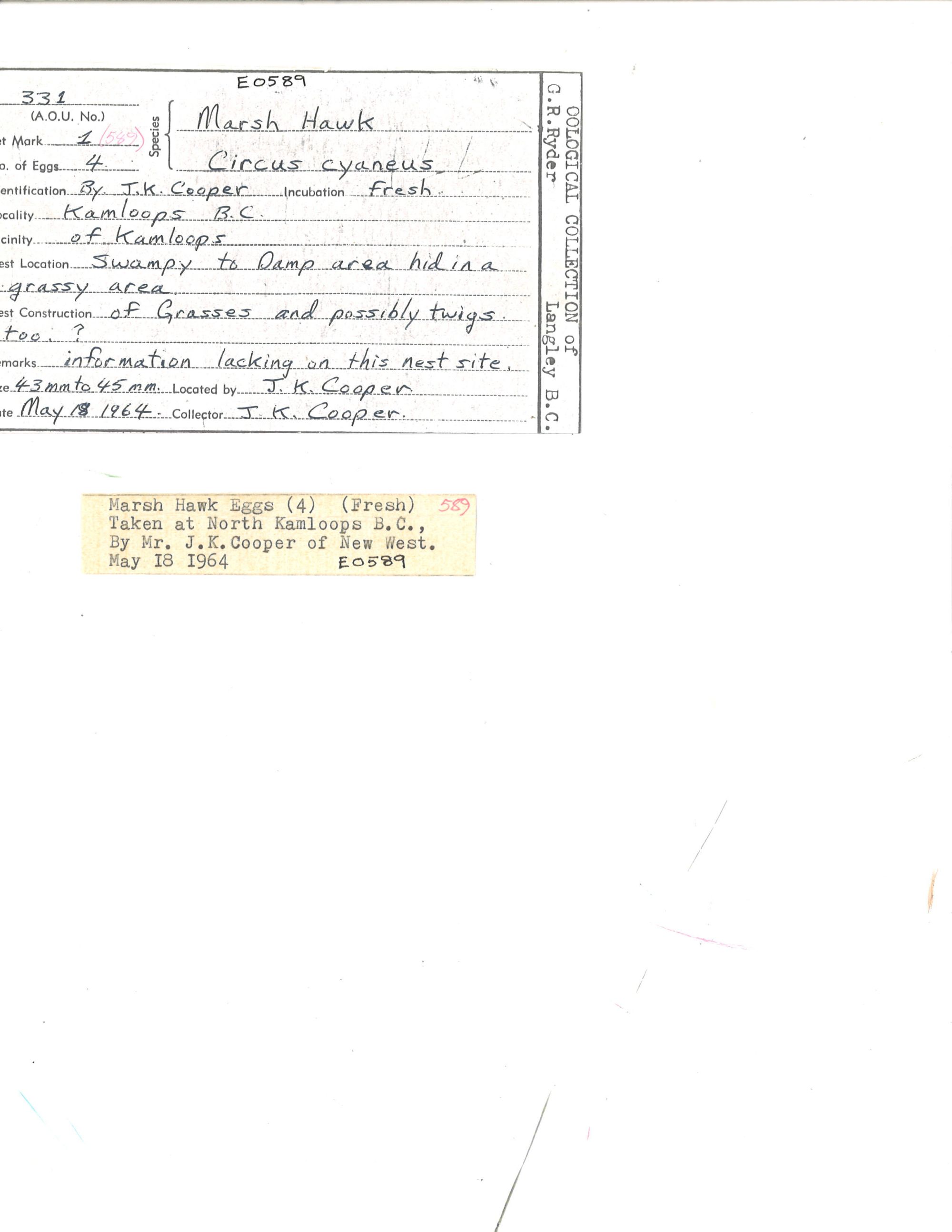 Image representing Circus hudsonius.