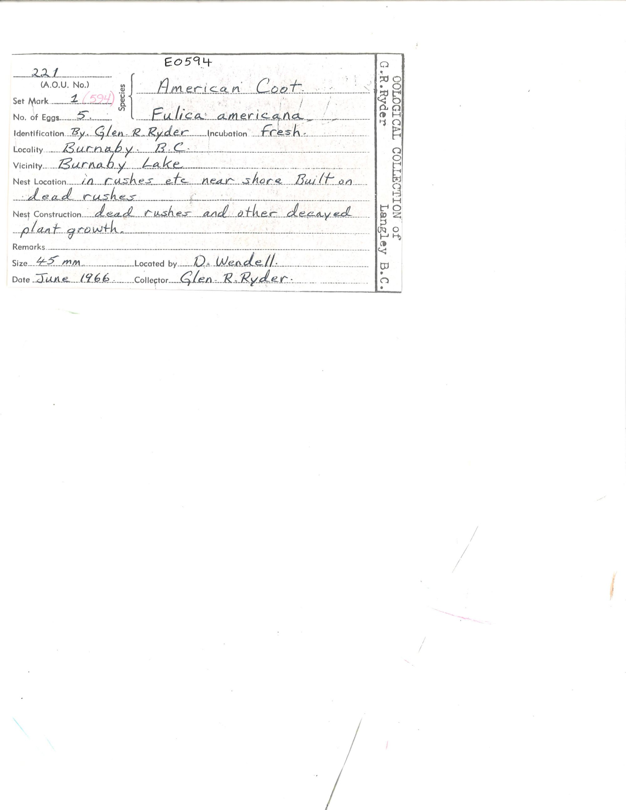 Image representing Fulica americana.