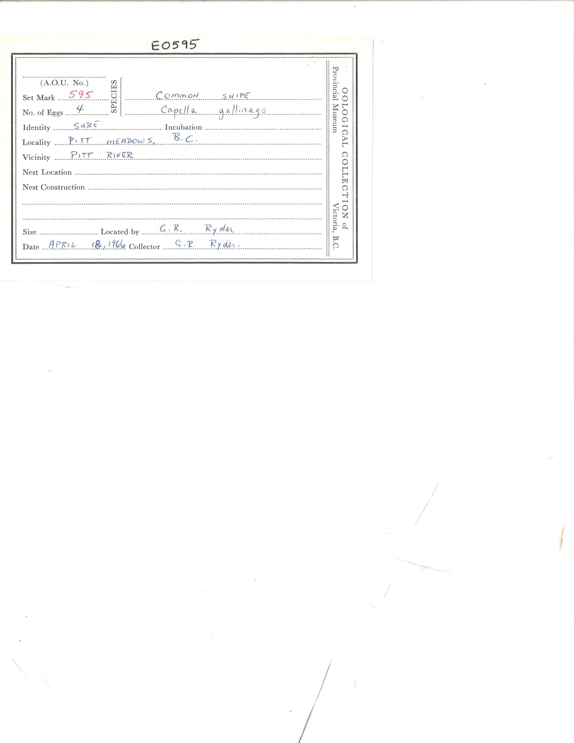 Image representing Gallinago gallinago.