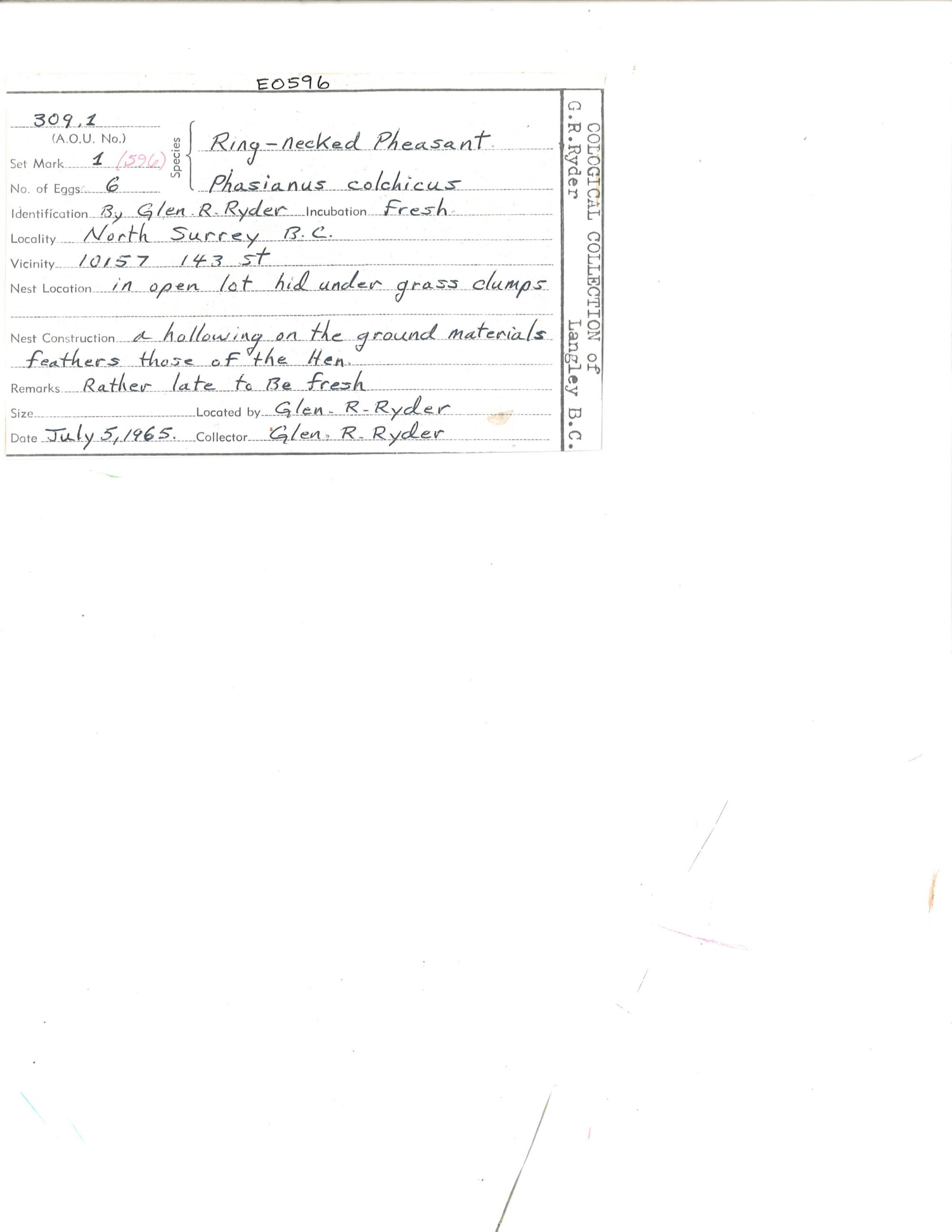 Image representing Phasianus colchicus.