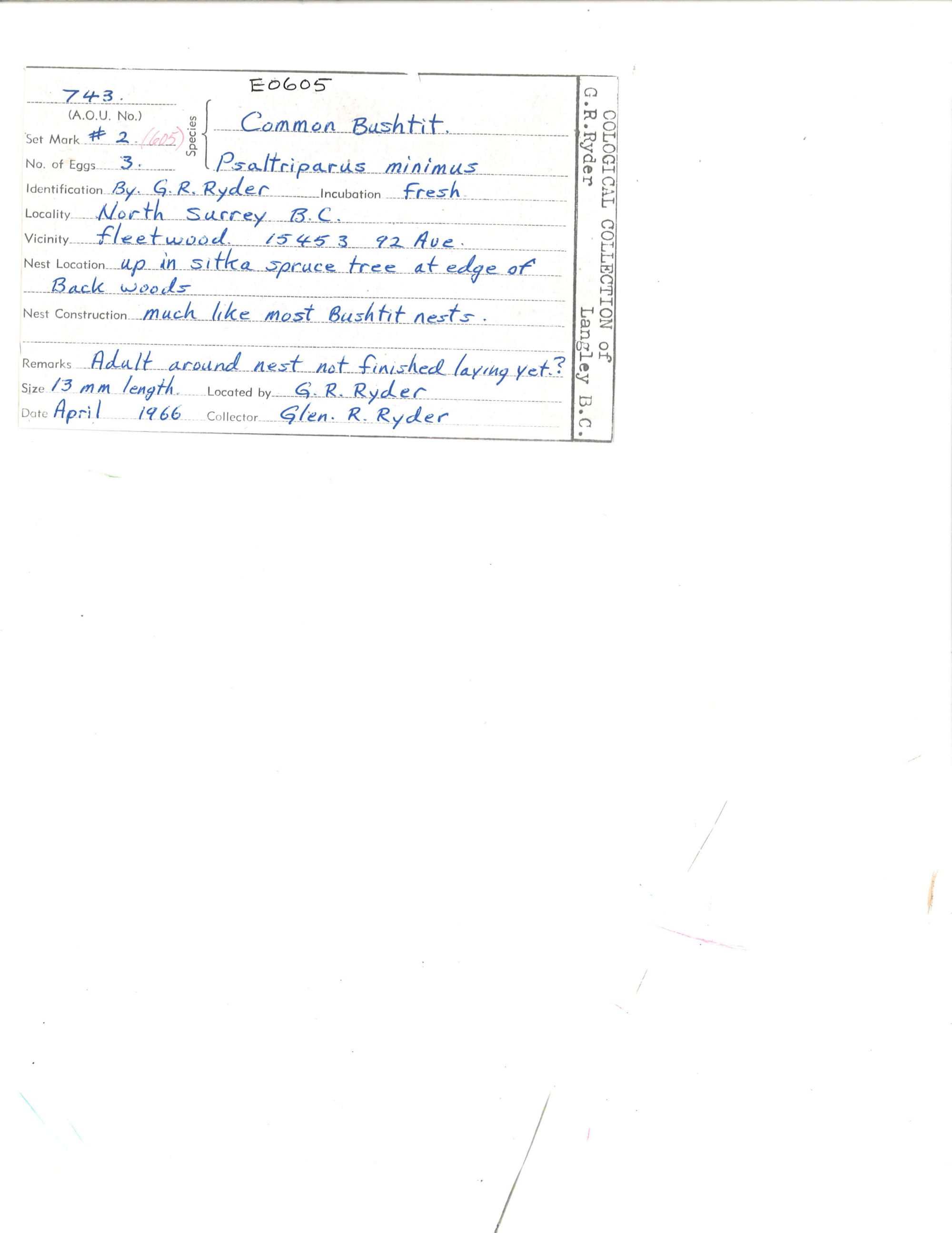 Image representing Psaltriparus minimus.