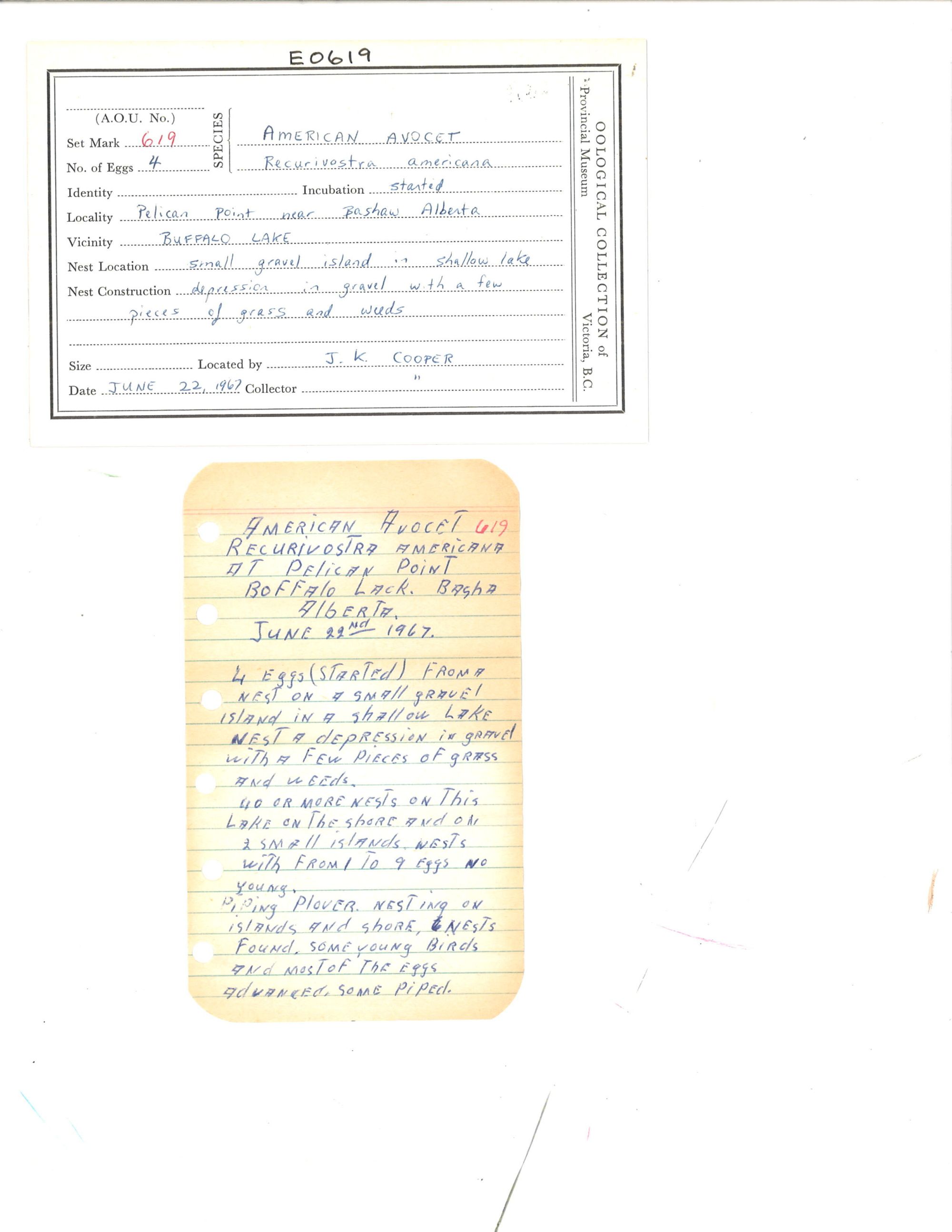 Image representing Recurvirostra americana.