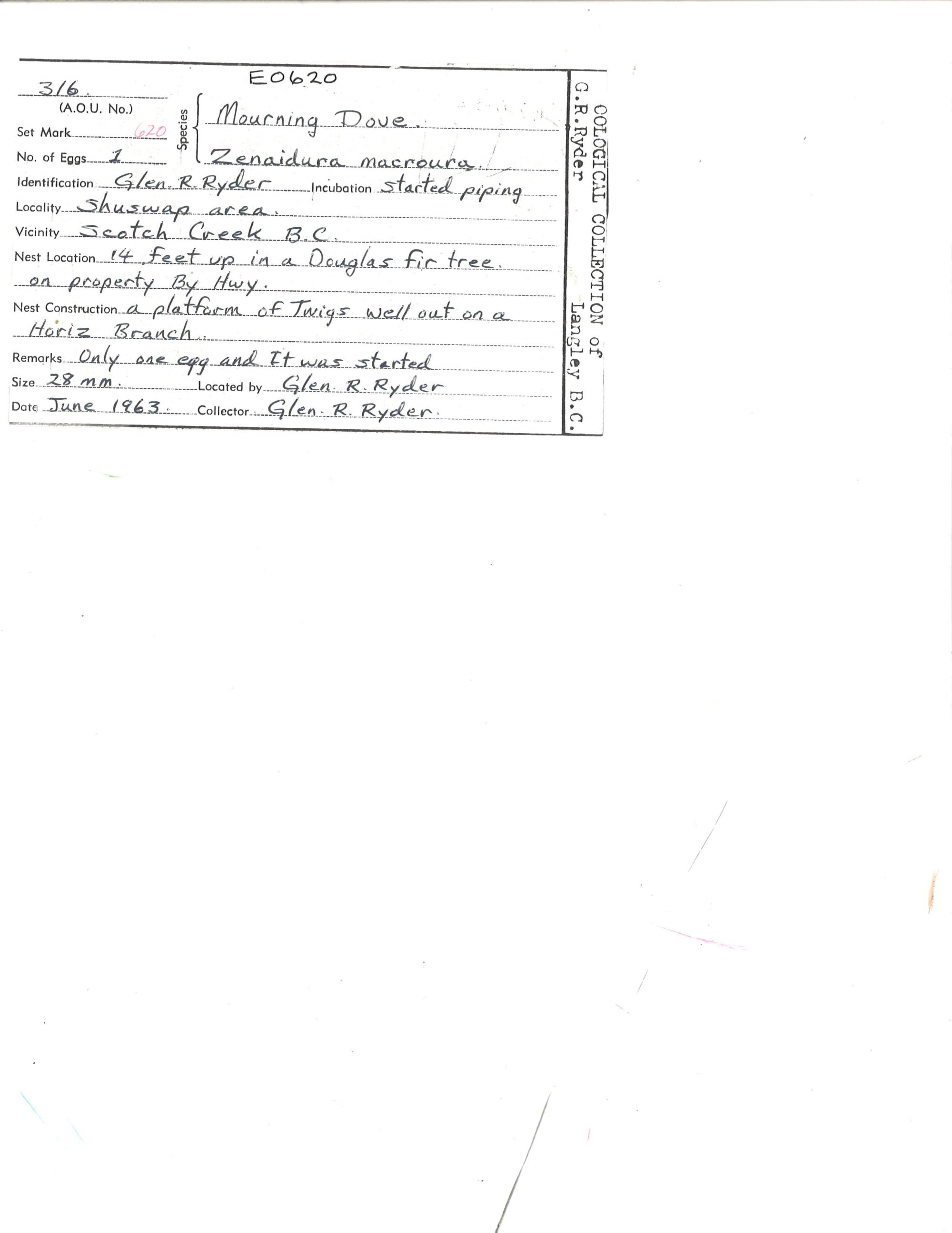 Image representing Zenaida macroura.