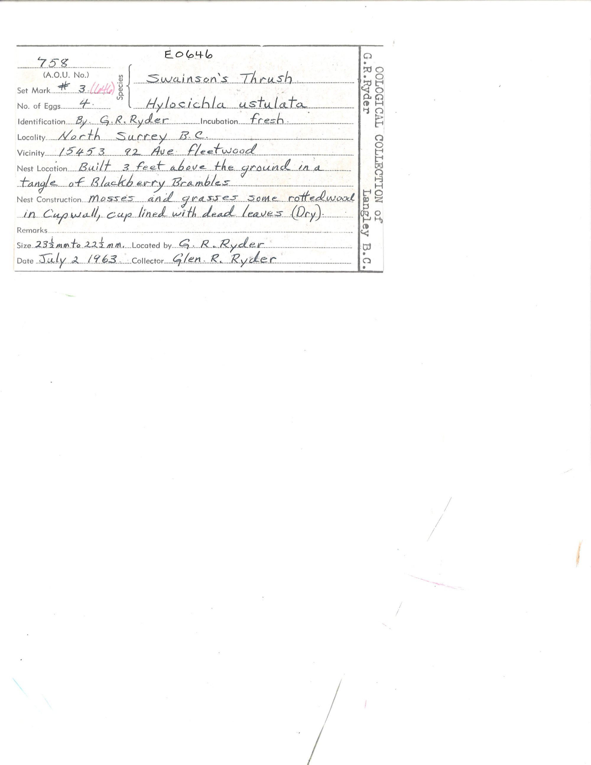 Image representing Catharus ustulatus.