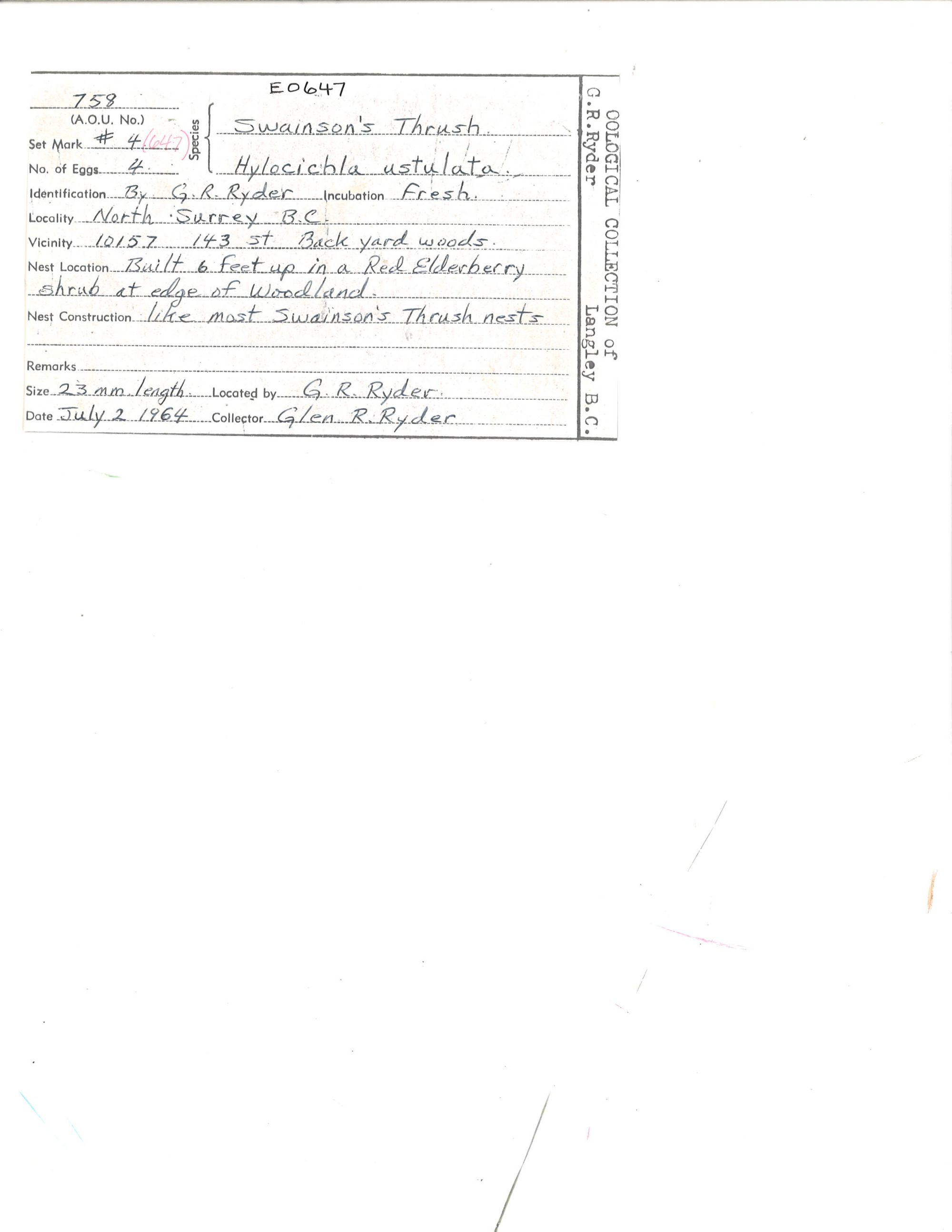 Image representing Catharus ustulatus.