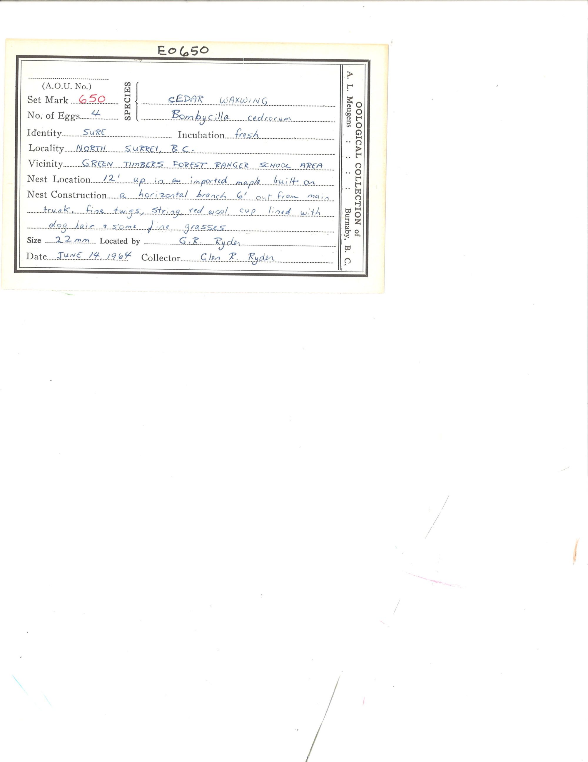 Image representing Bombycilla cedrorum.