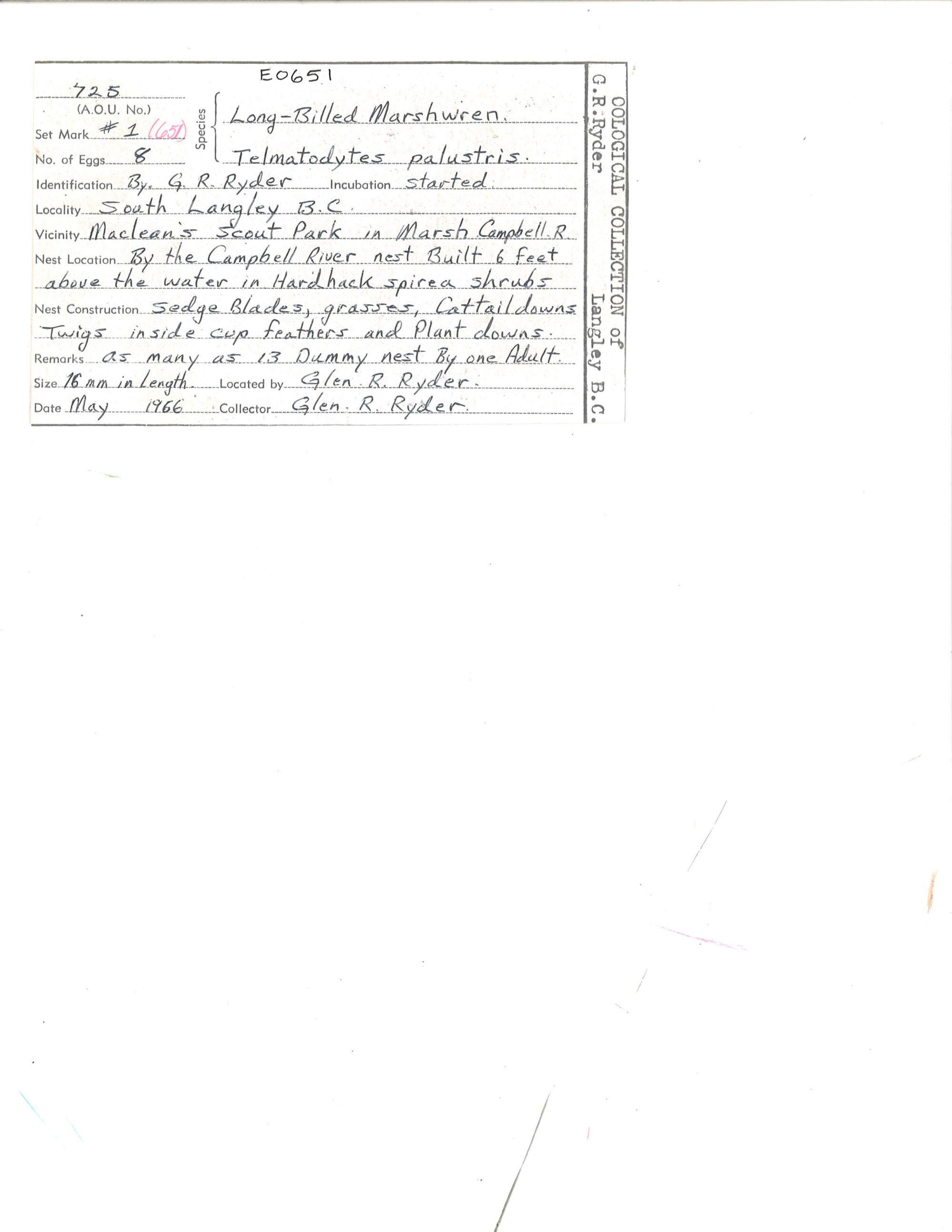 Image representing Cistothorus palustris.