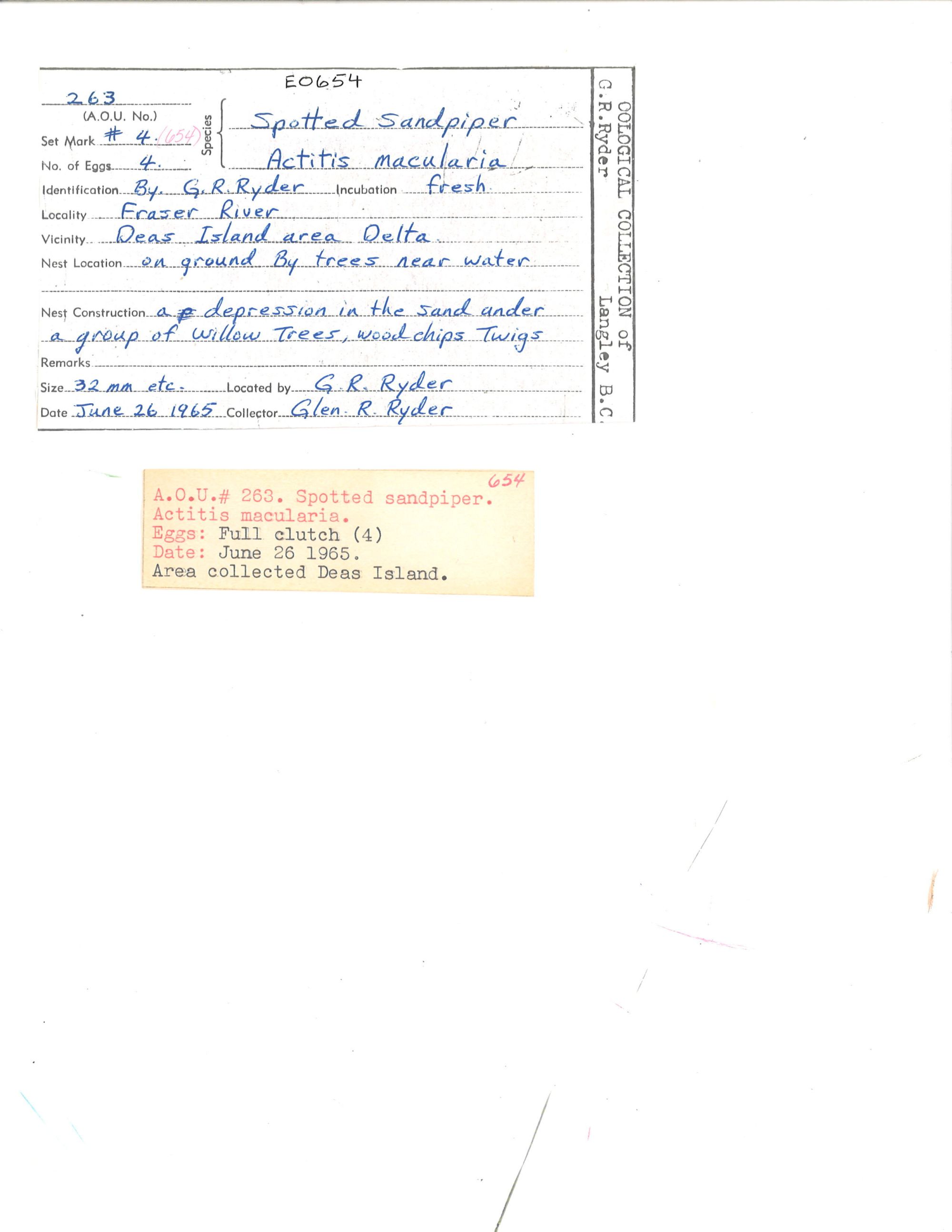 Image representing Actitis macularius.