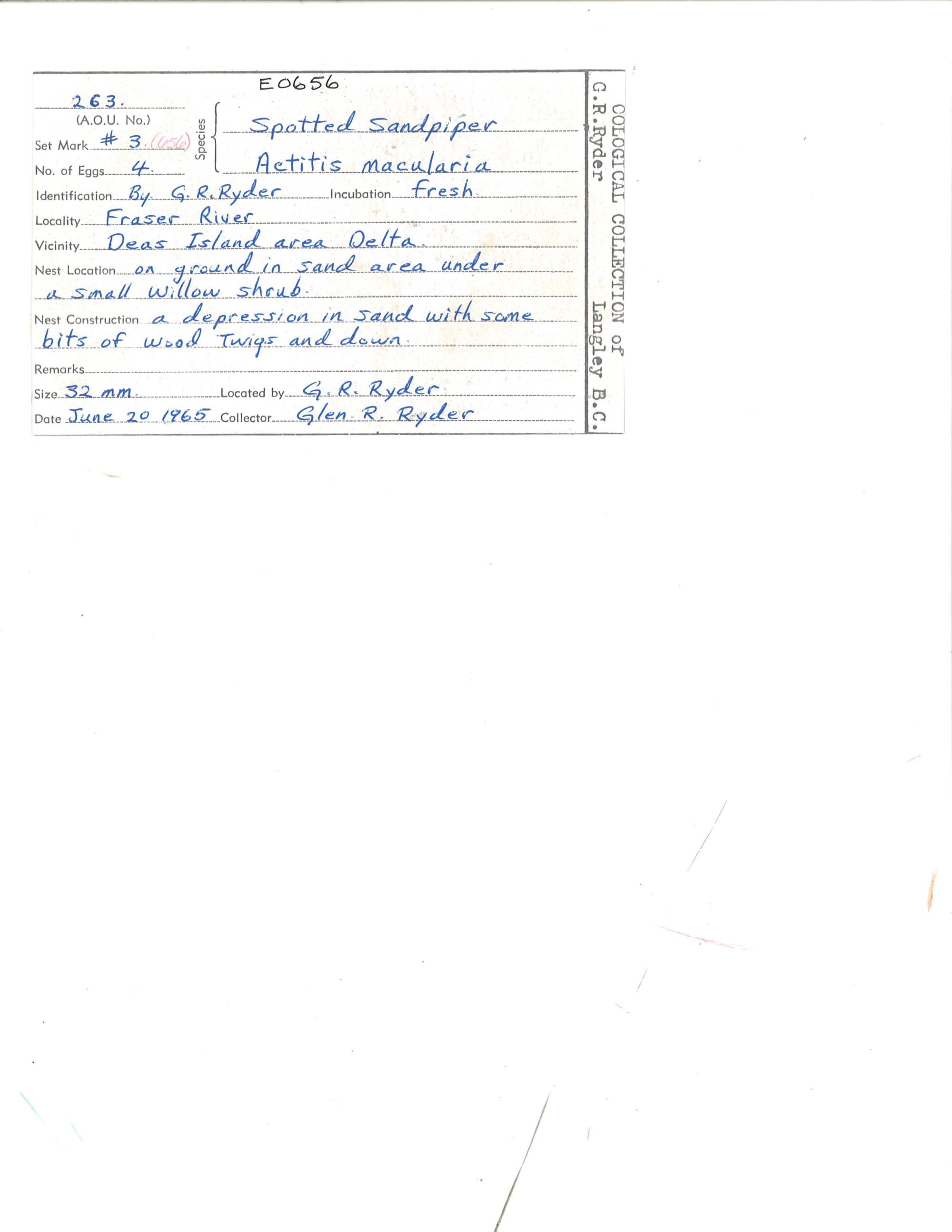 Image representing Actitis macularius.