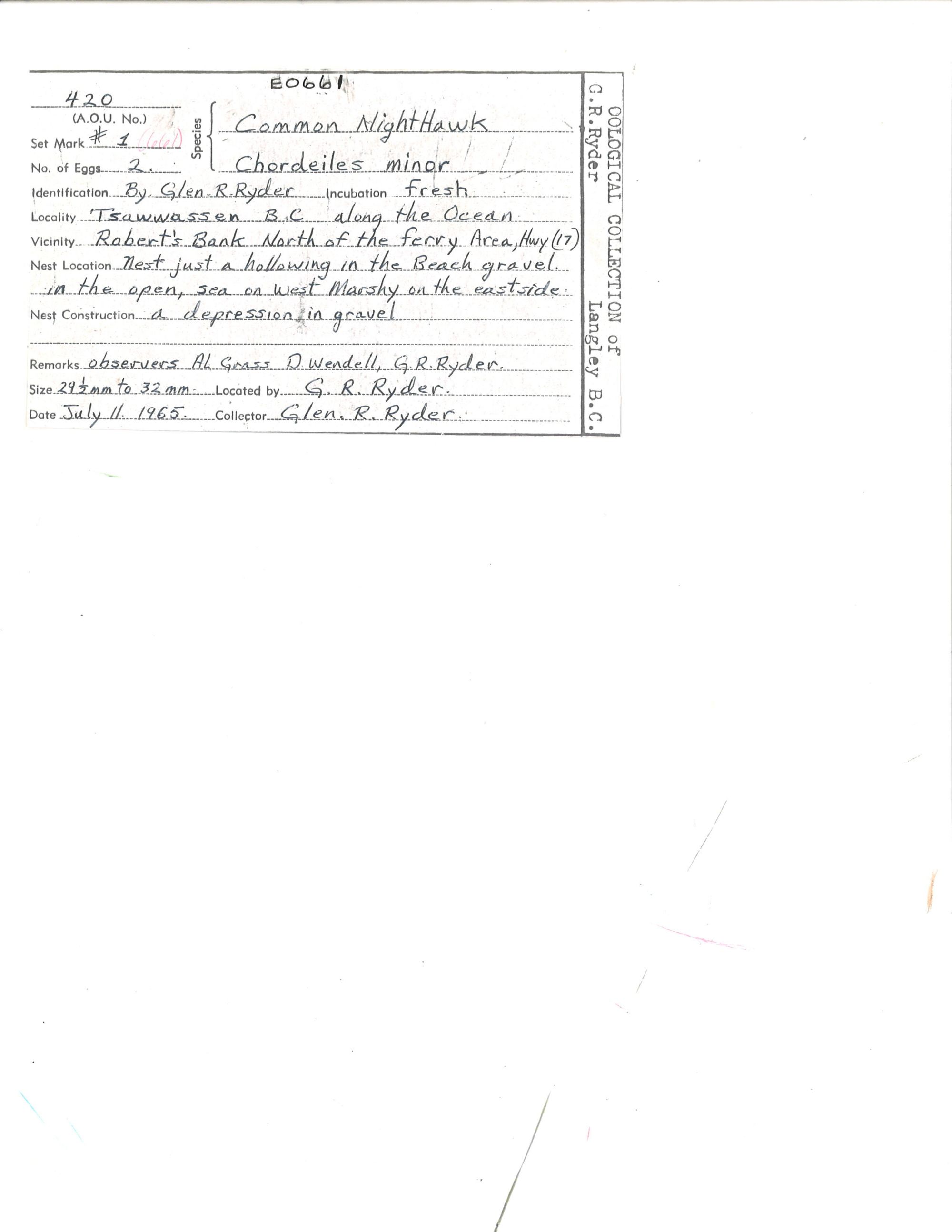 Image representing Chordeiles minor.