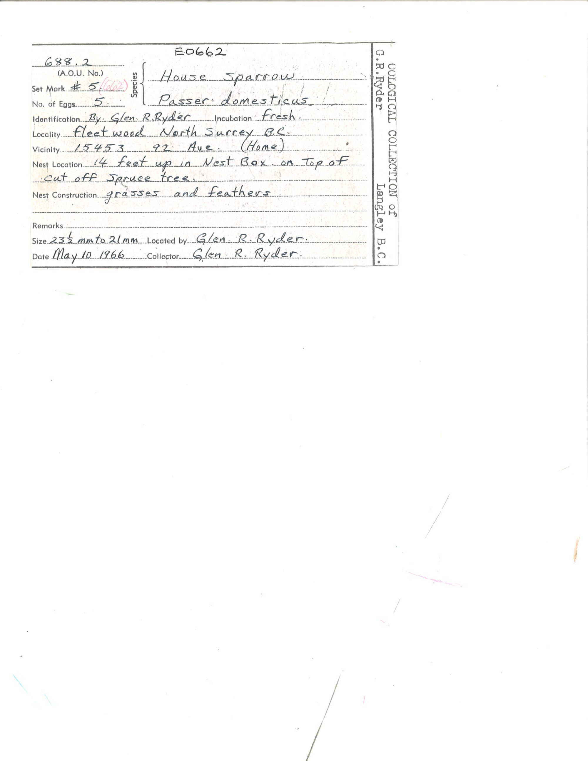 Image representing Passer domesticus.