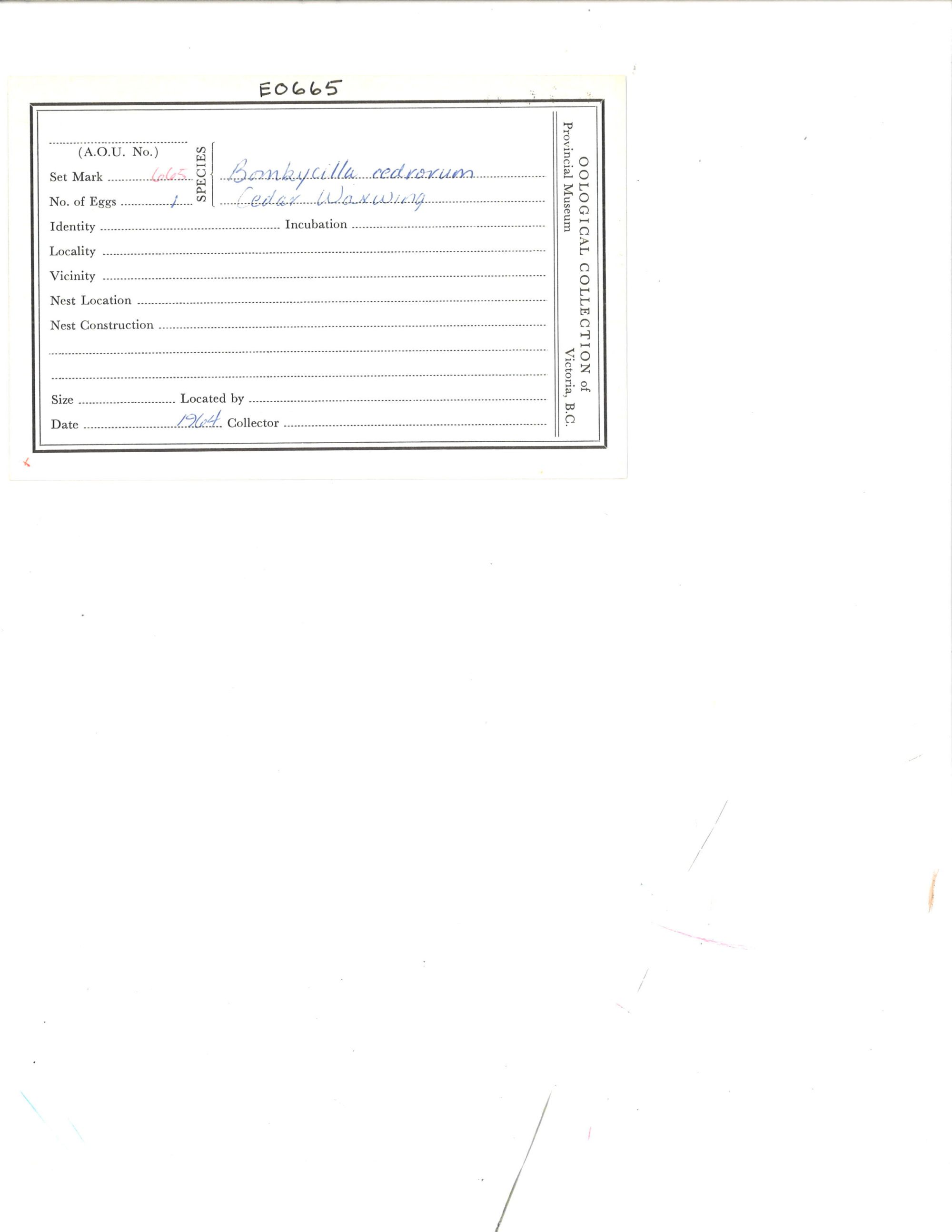 Image representing Bombycilla cedrorum.