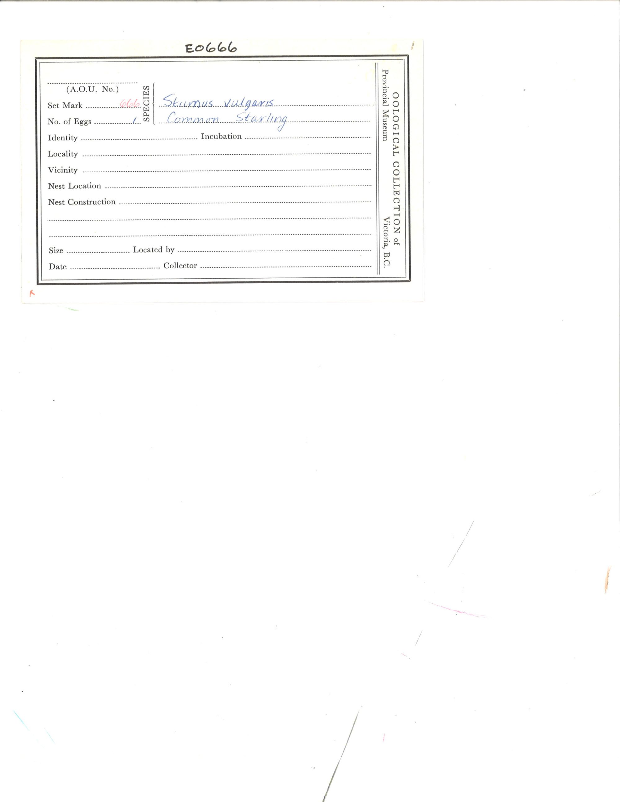 Image representing Sturnus vulgaris.