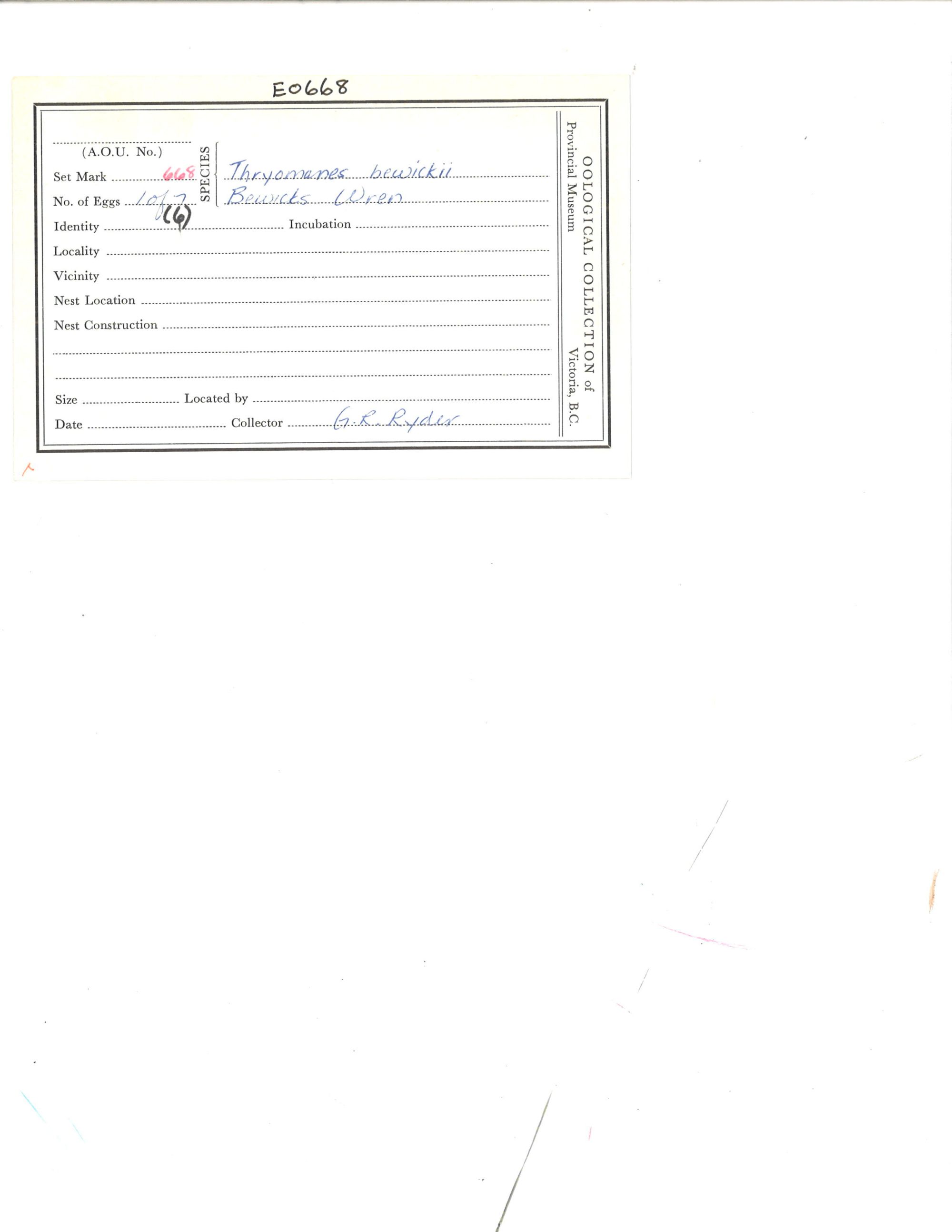 Image representing Troglodytes aedon.