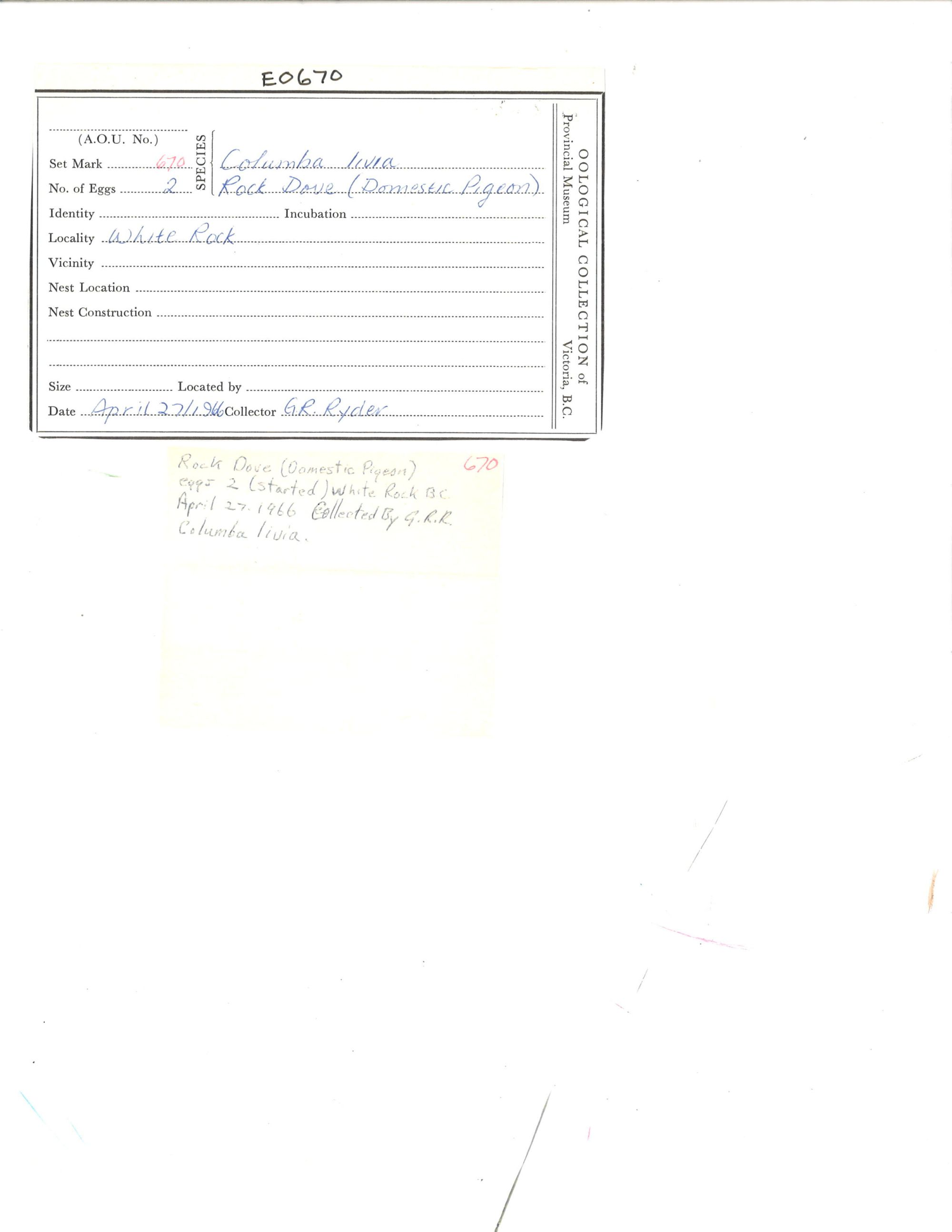 Image representing Columba livia.