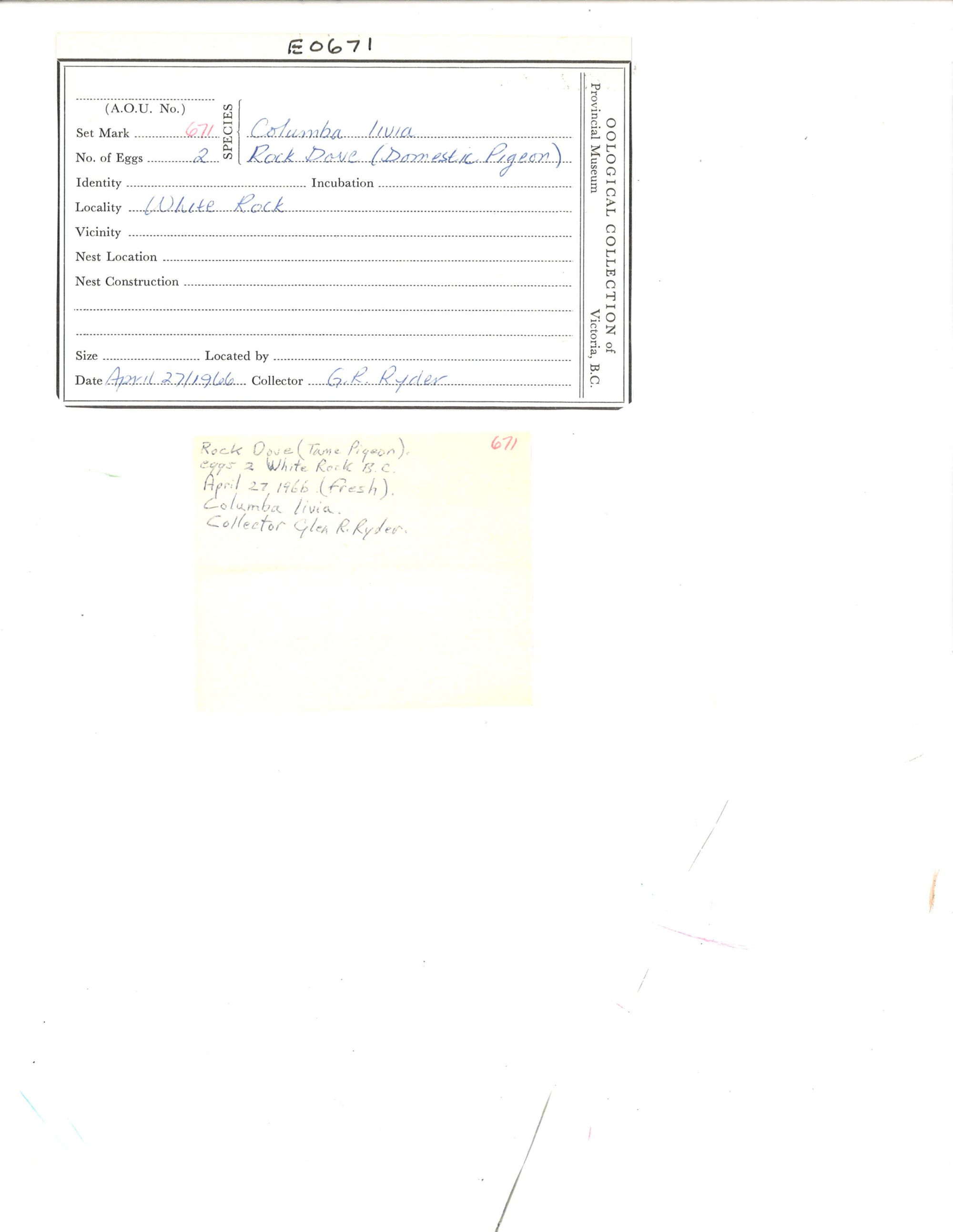 Image representing Columba livia.