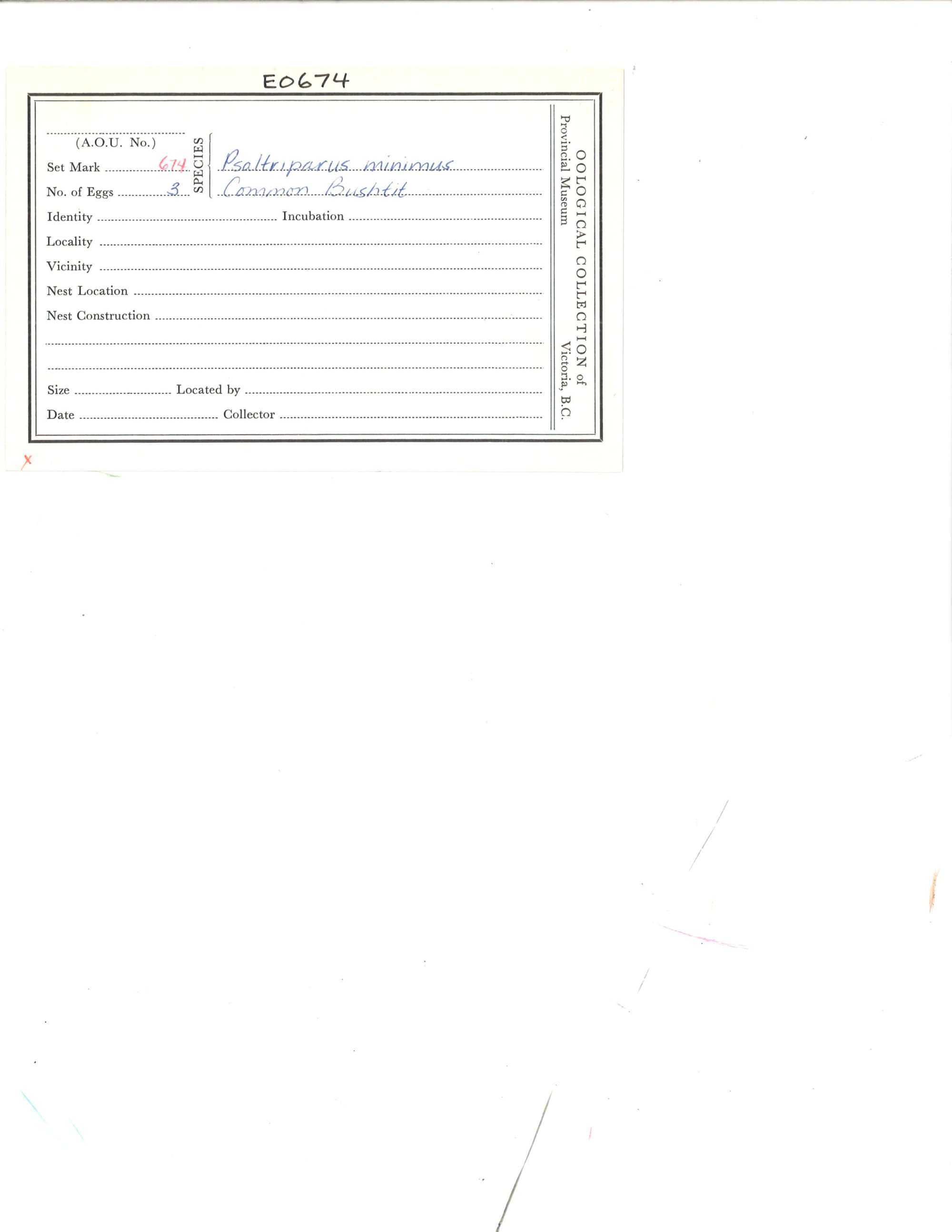 Image representing Psaltriparus minimus.