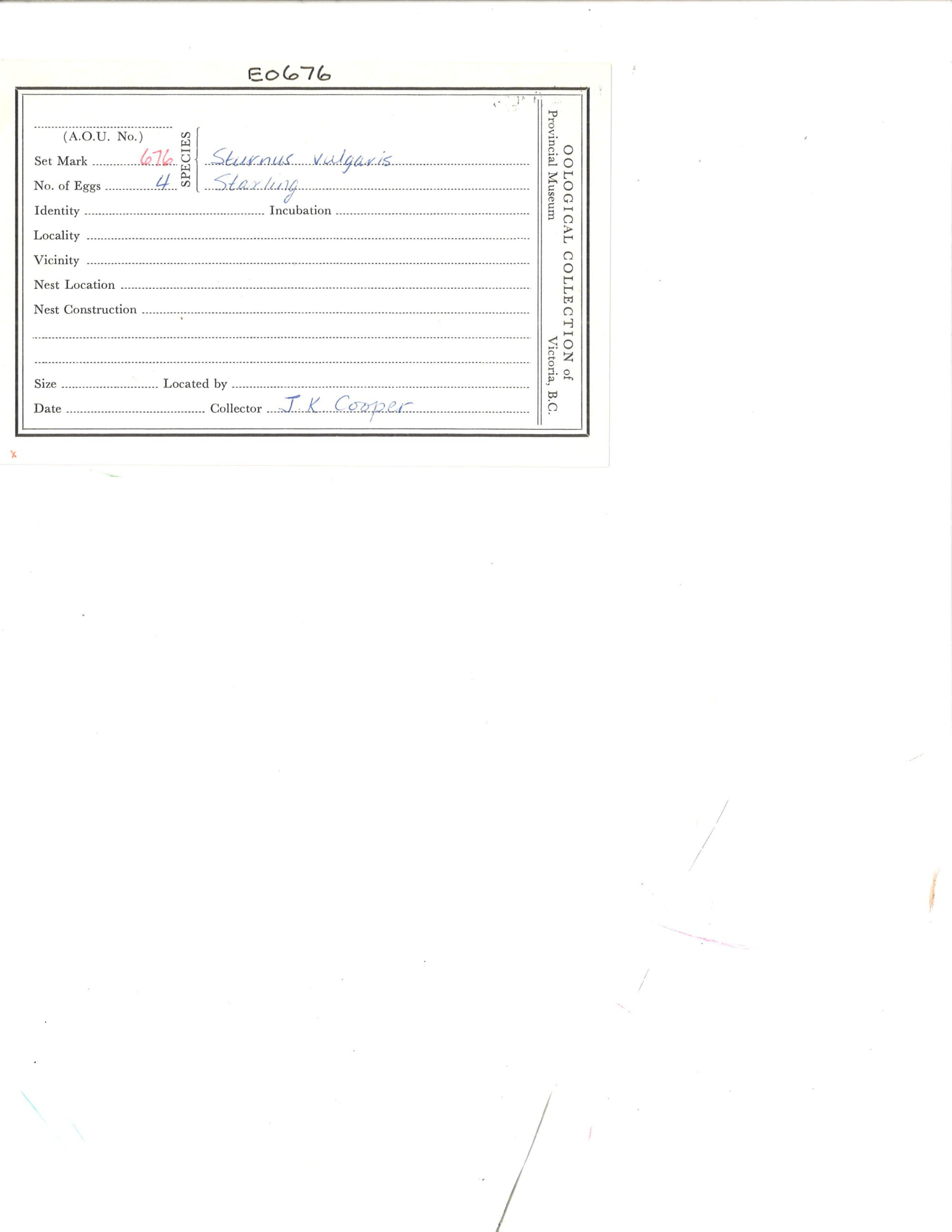 Image representing Sturnus vulgaris.