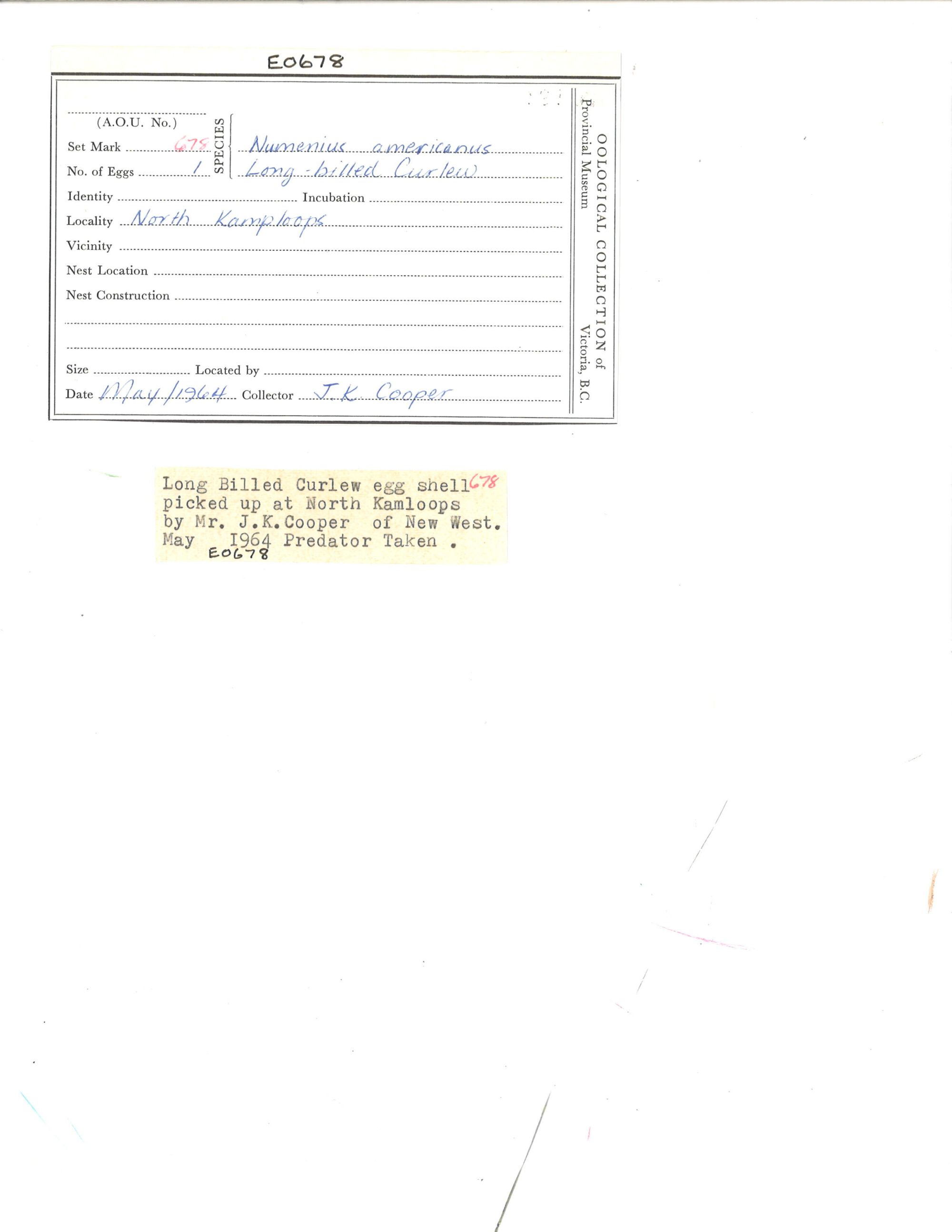 Image representing Numenius americanus.