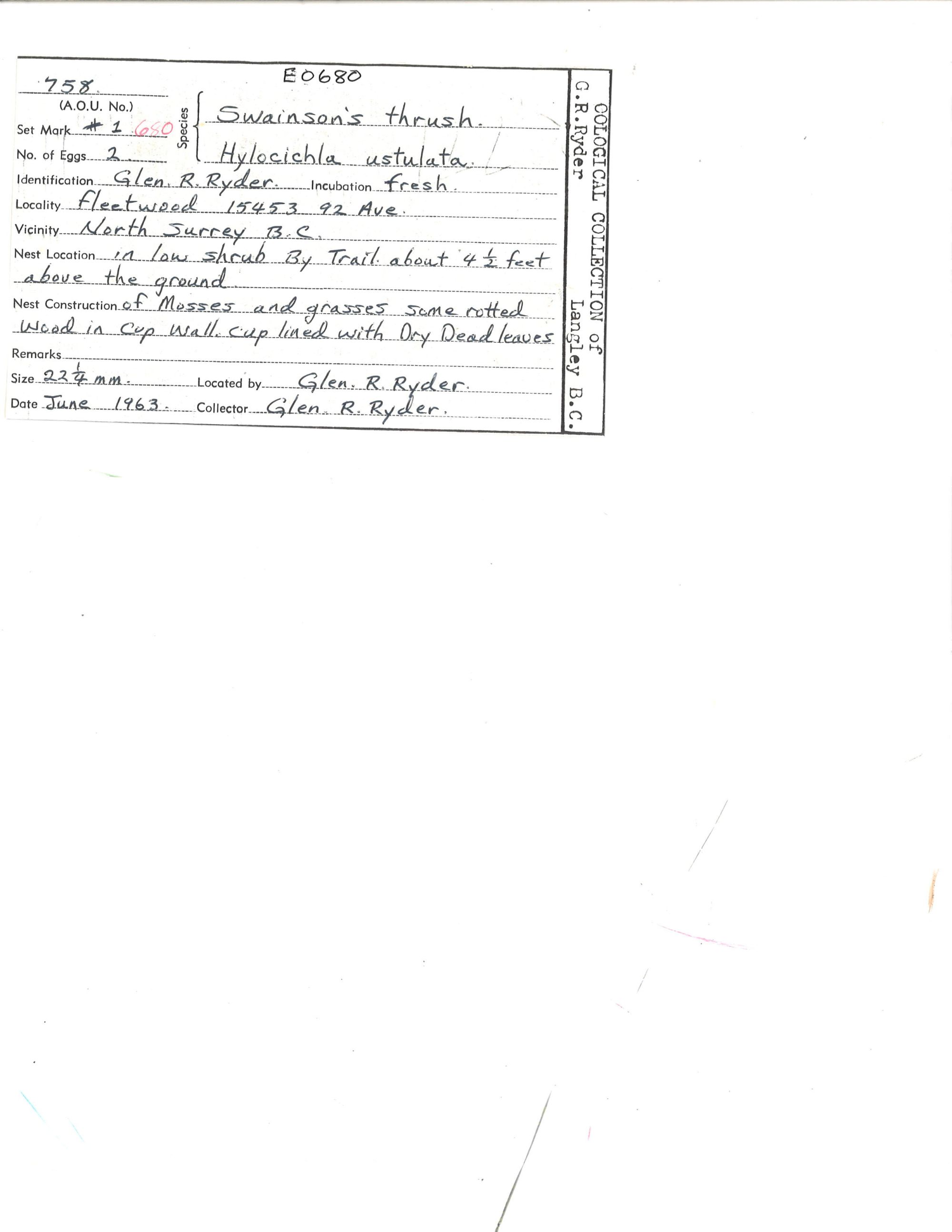 Image representing Catharus ustulatus.