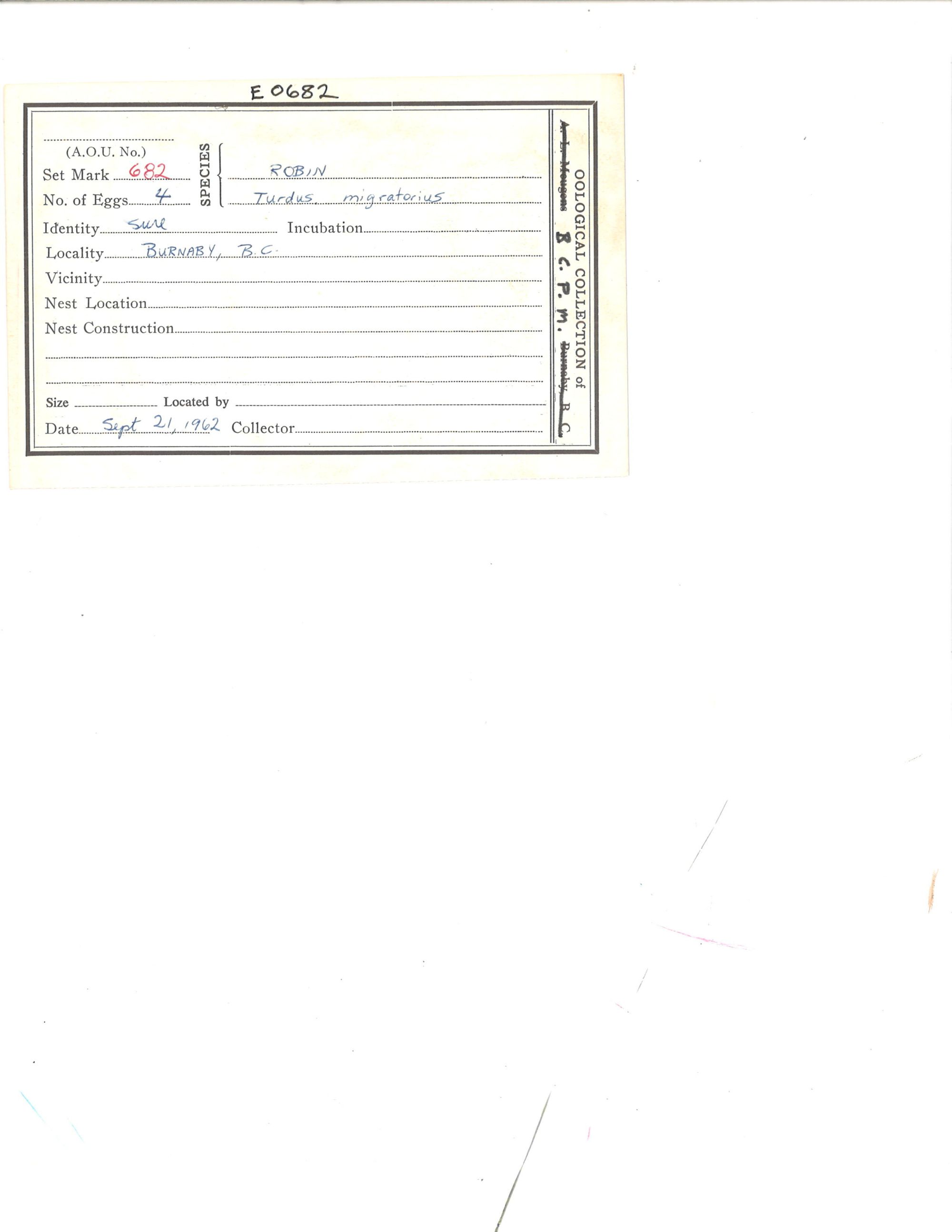 Image representing Turdus migratorius.