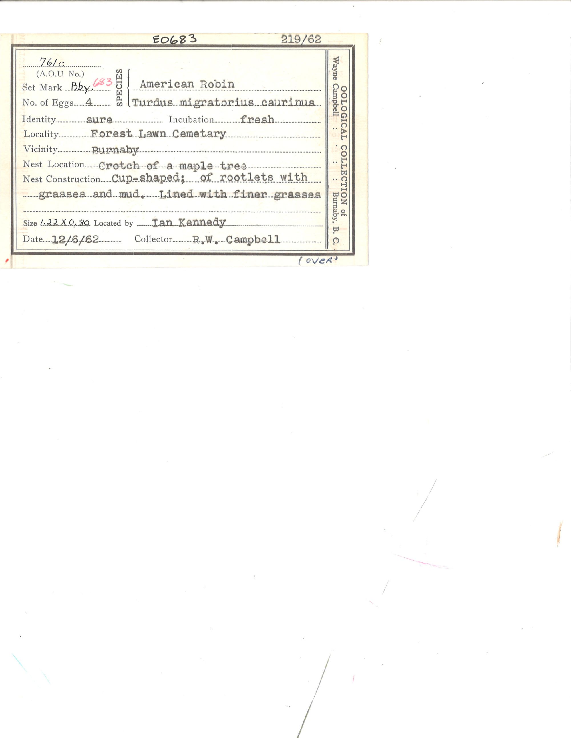 Image representing Turdus migratorius.